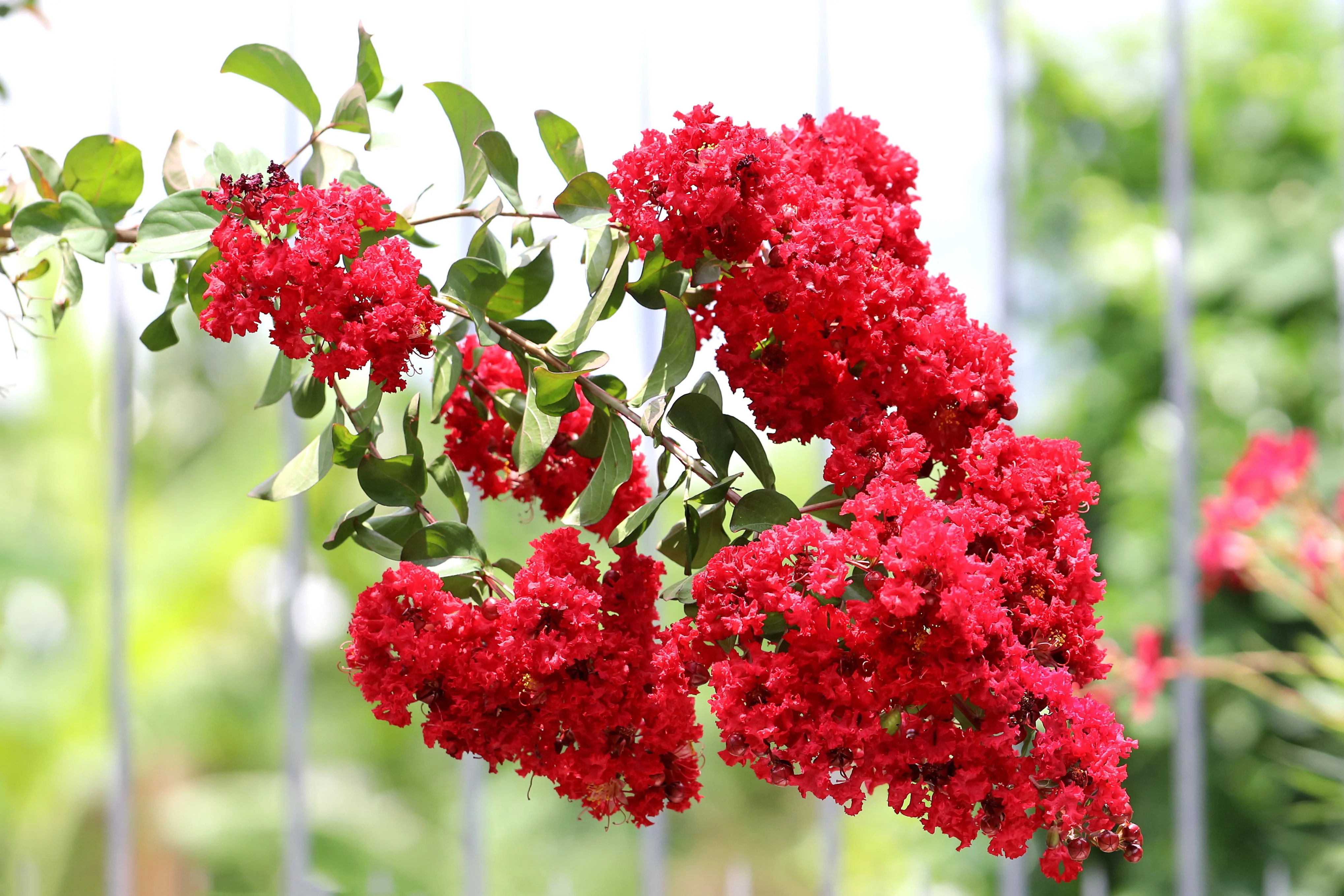 35 RED CREPE MYRTLE Lagerstroemia Indica Flowering Shrub Bush Small Tree Seeds - Image 3