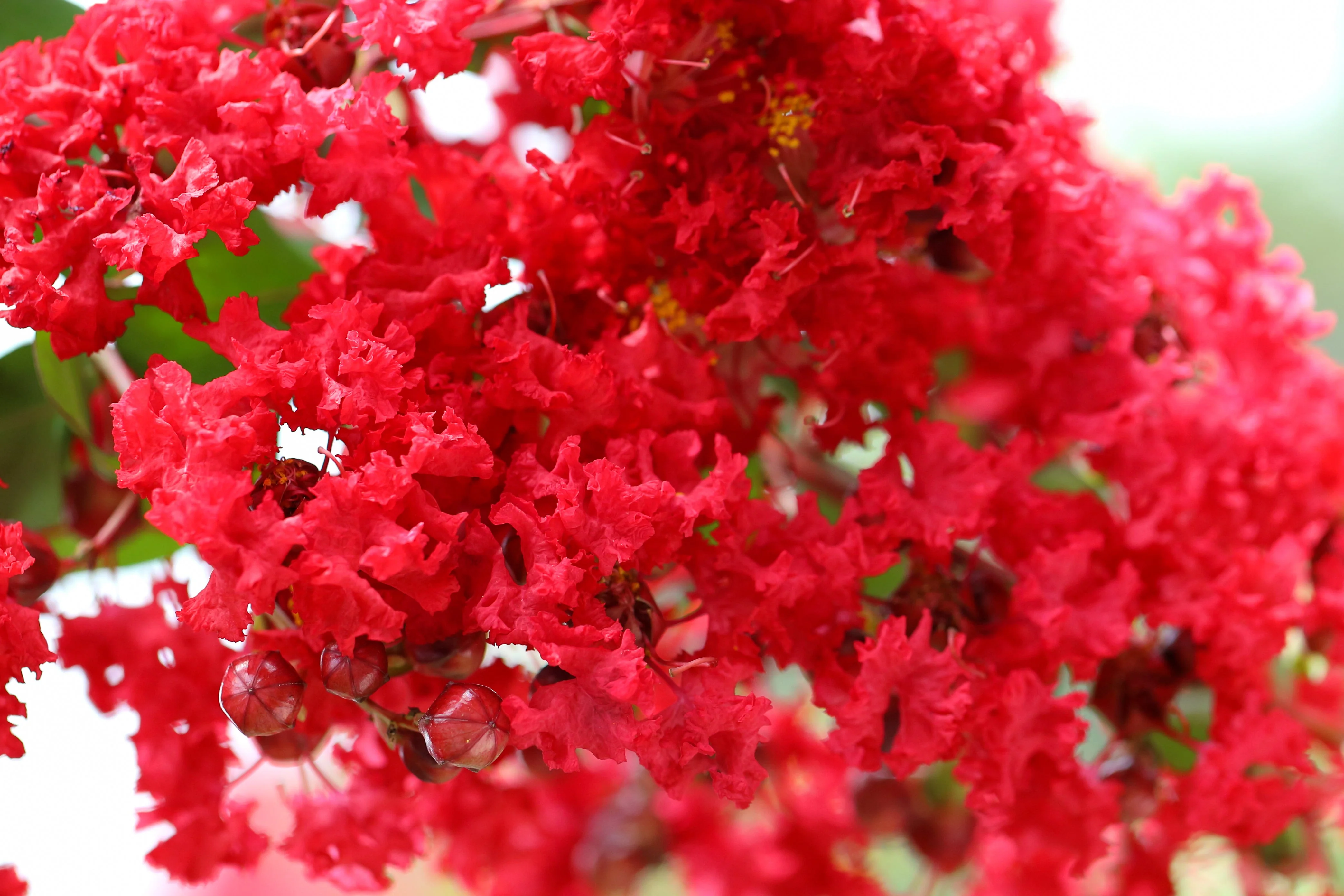 35 RED CREPE MYRTLE Lagerstroemia Indica Flowering Shrub Bush Small Tree Seeds - Image 4