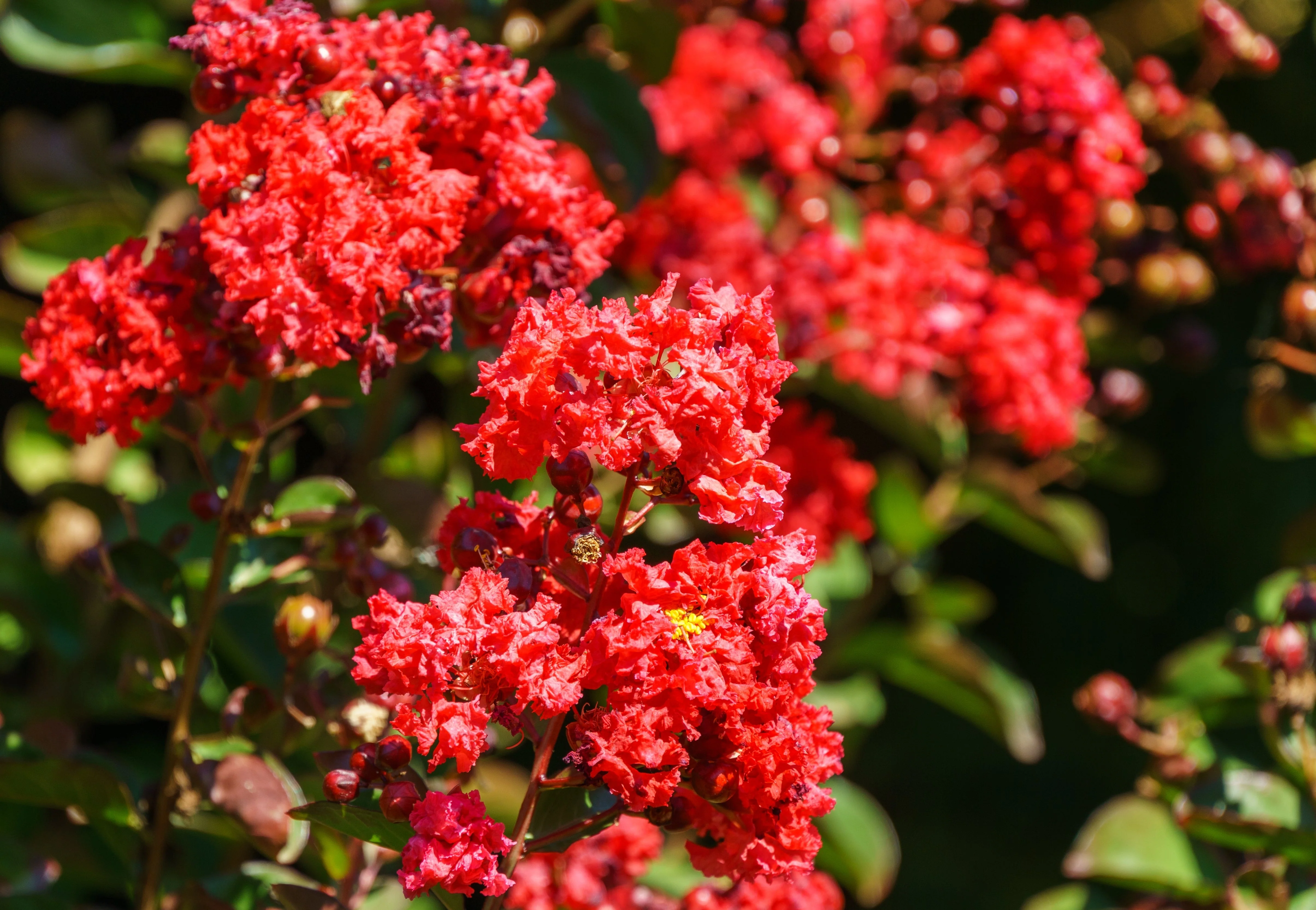 35 RED CREPE MYRTLE Lagerstroemia Indica Flowering Shrub Bush Small Tree Seeds - Image 5