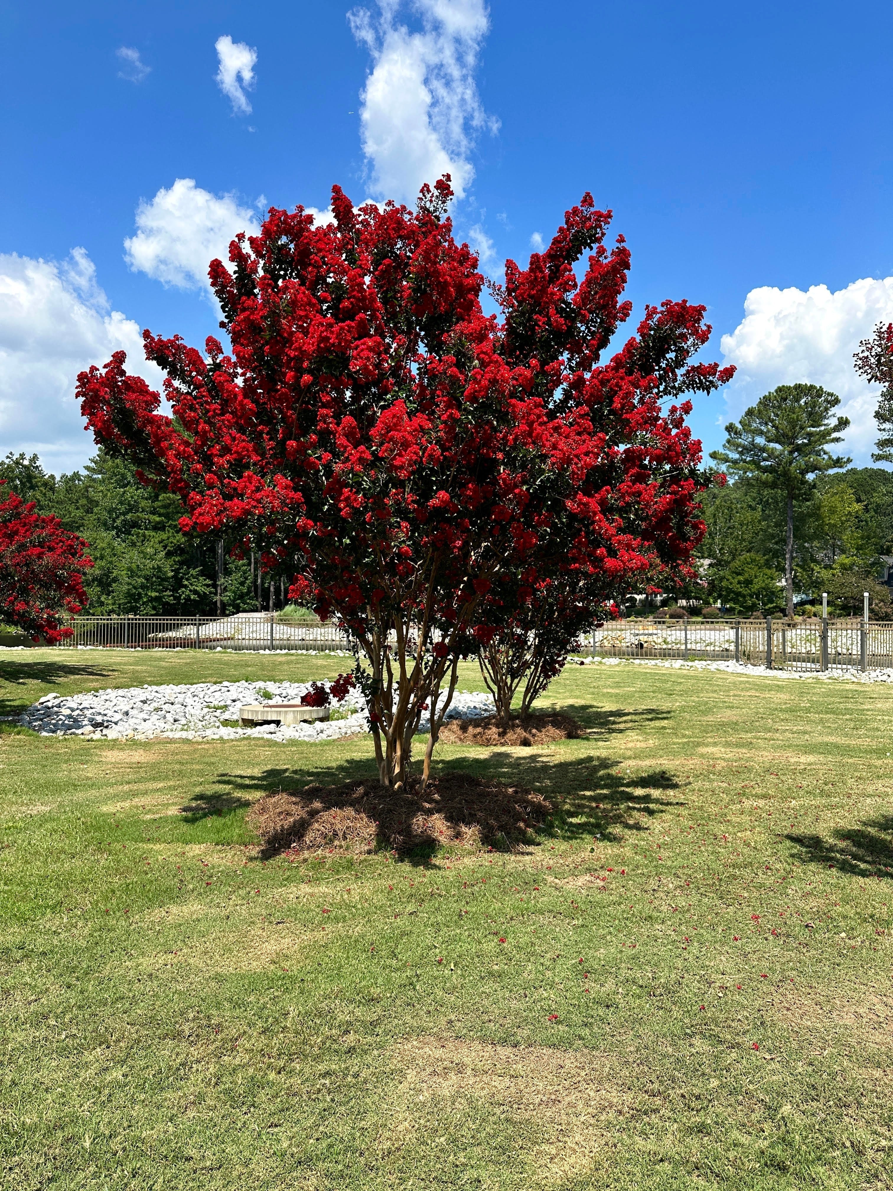 35 RED CREPE MYRTLE Lagerstroemia Indica Flowering Shrub Bush Small Tree Seeds - Image 7