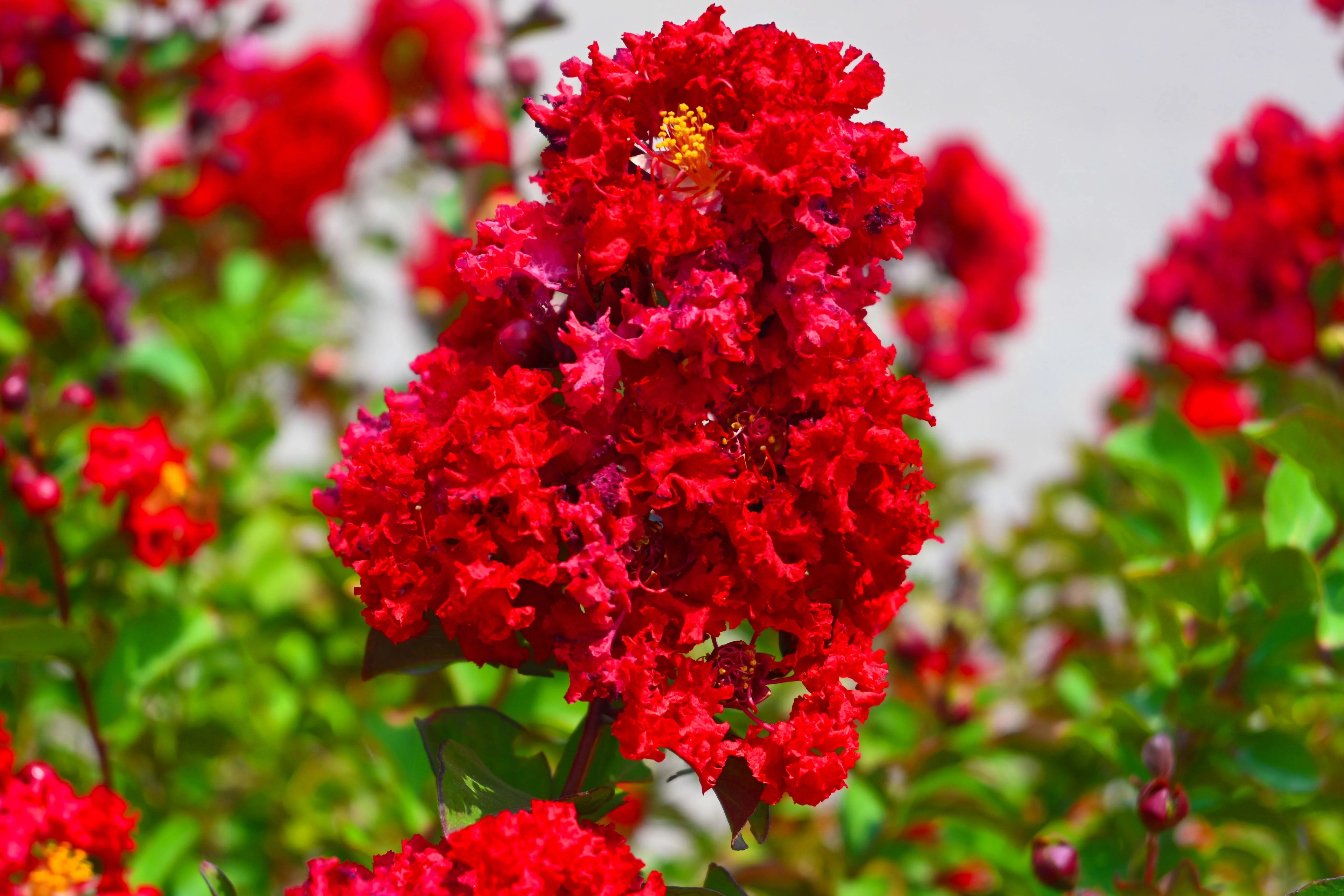 35 RED CREPE MYRTLE Lagerstroemia Indica Flowering Shrub Bush Small Tree Seeds - Image 9