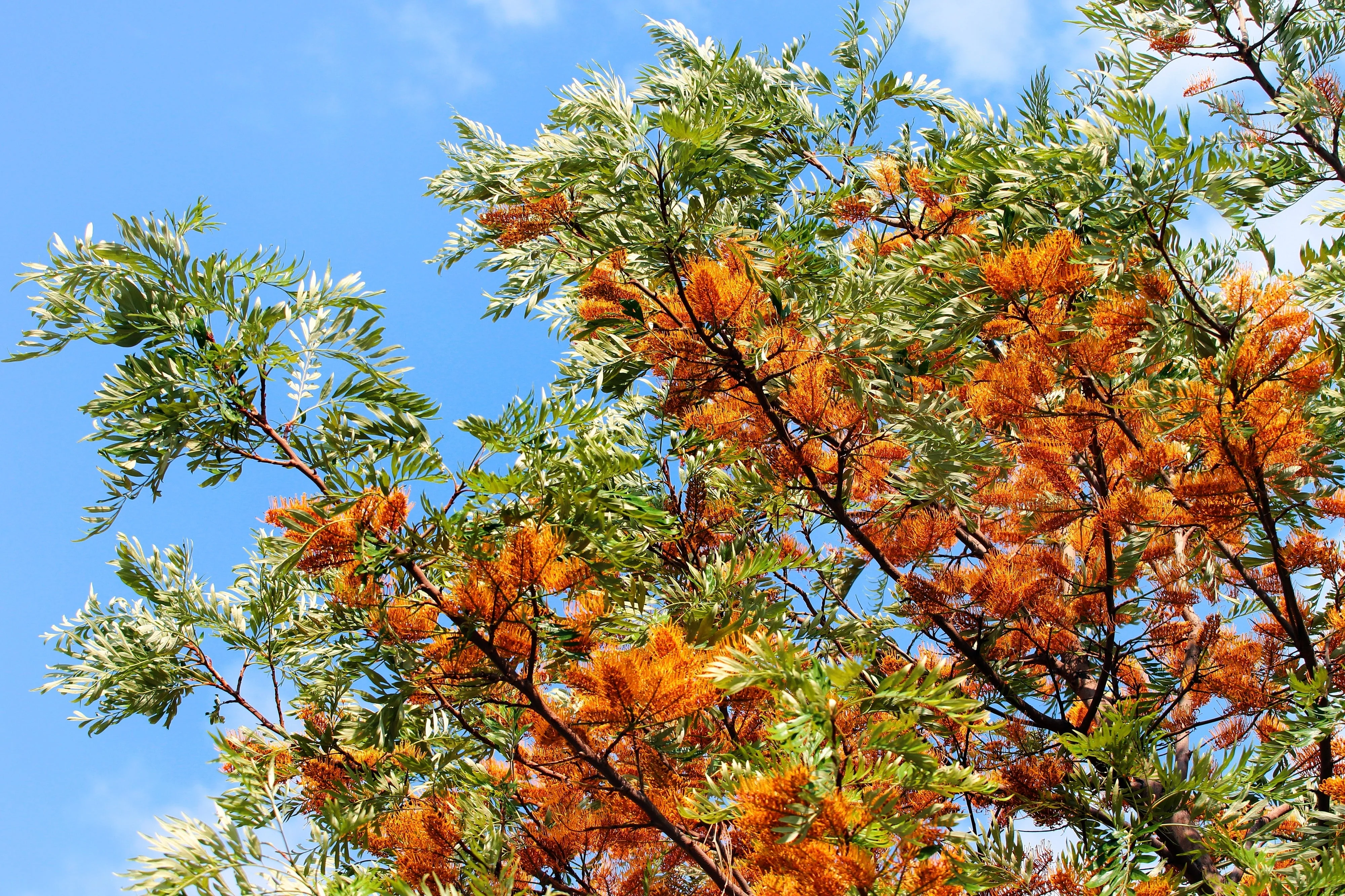 35 SILKY OAK TREE Orange Flower Southern Silver Oak Grevillea Robusta Seeds - Image 2
