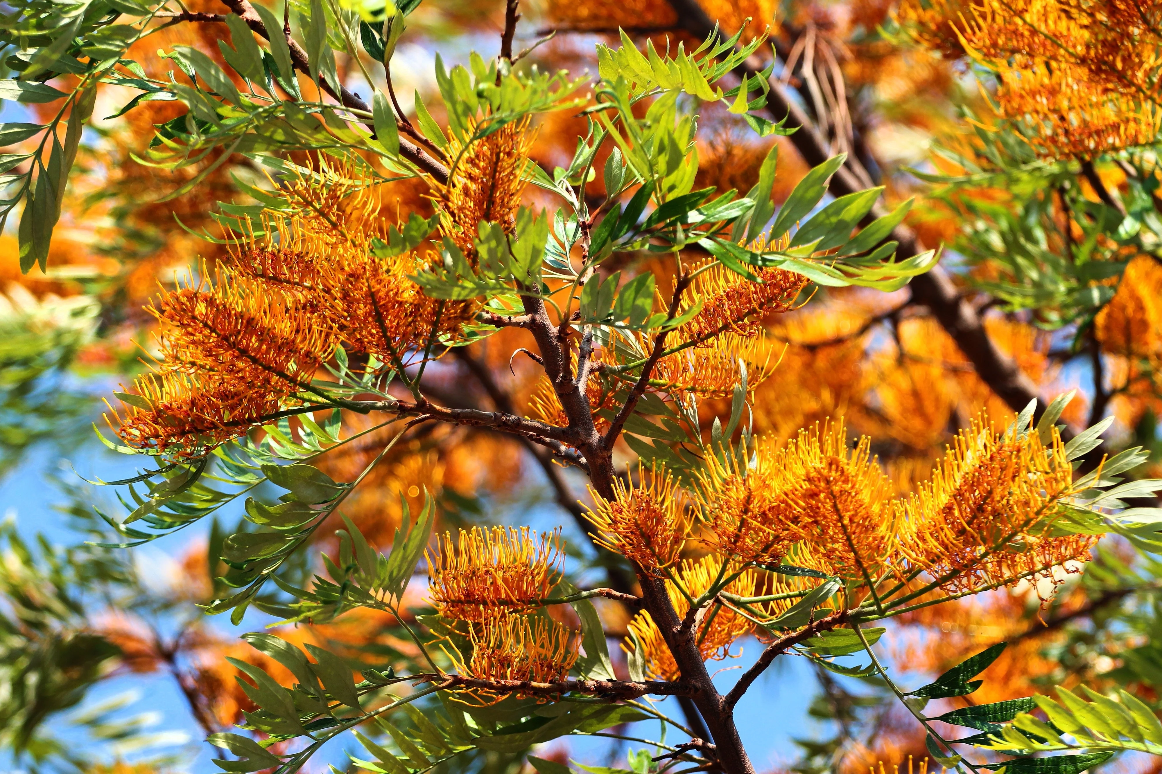 35 SILKY OAK TREE Orange Flower Southern Silver Oak Grevillea Robusta Seeds - Image 3