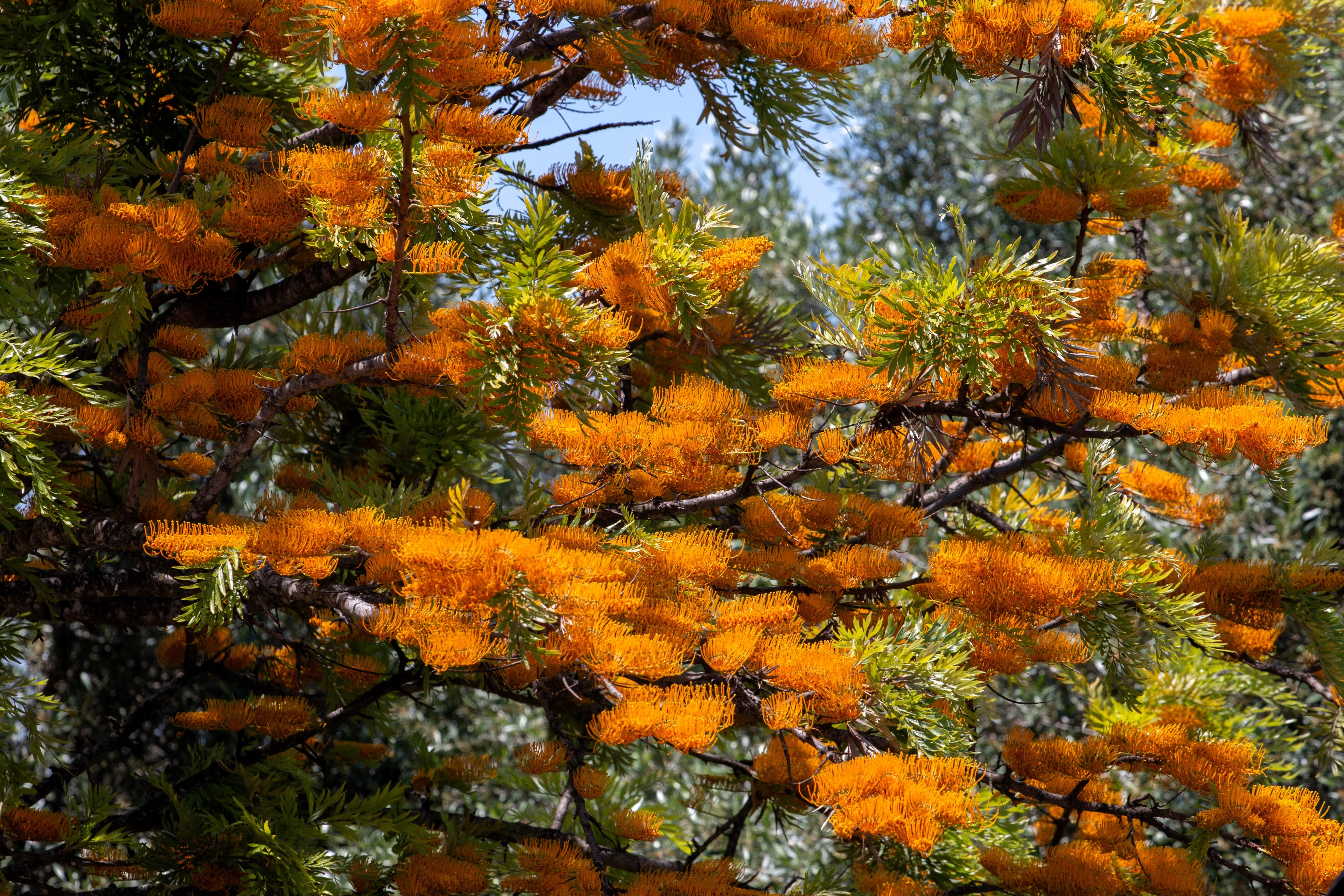35 SILKY OAK TREE Orange Flower Southern Silver Oak Grevillea Robusta Seeds - Image 4
