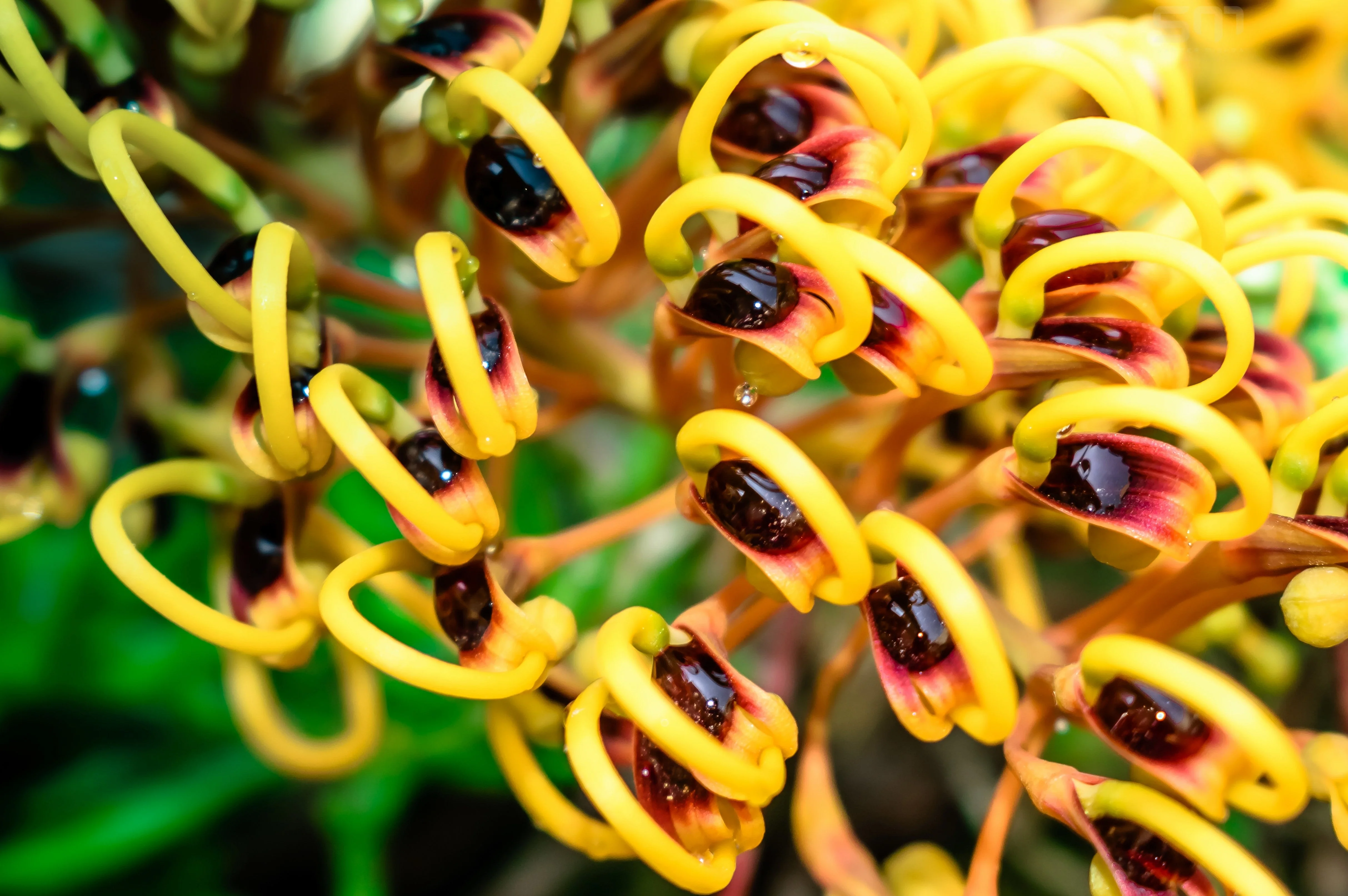 35 SILKY OAK TREE Orange Flower Southern Silver Oak Grevillea Robusta Seeds - Image 5