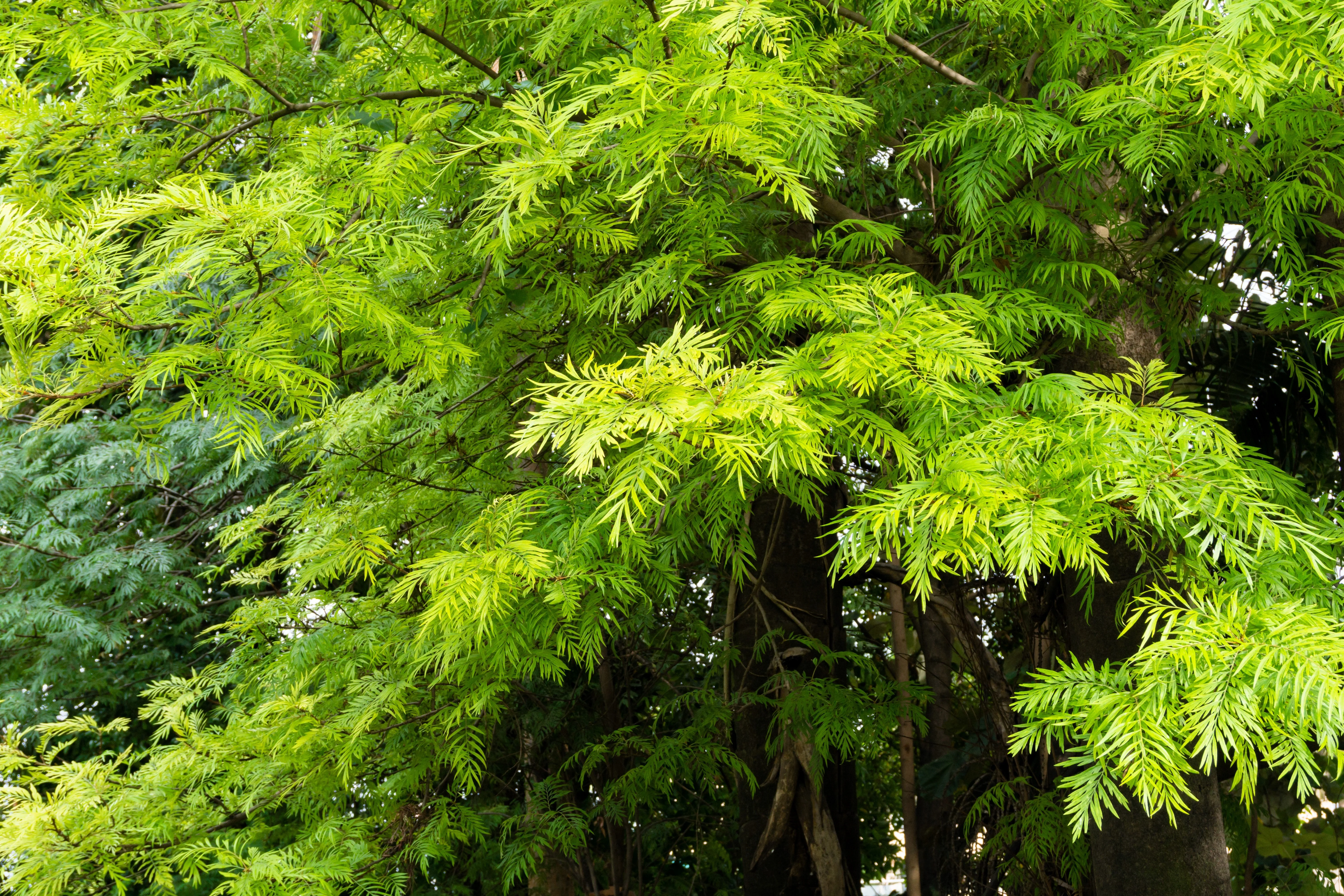 35 SILKY OAK TREE Orange Flower Southern Silver Oak Grevillea Robusta Seeds - Image 6