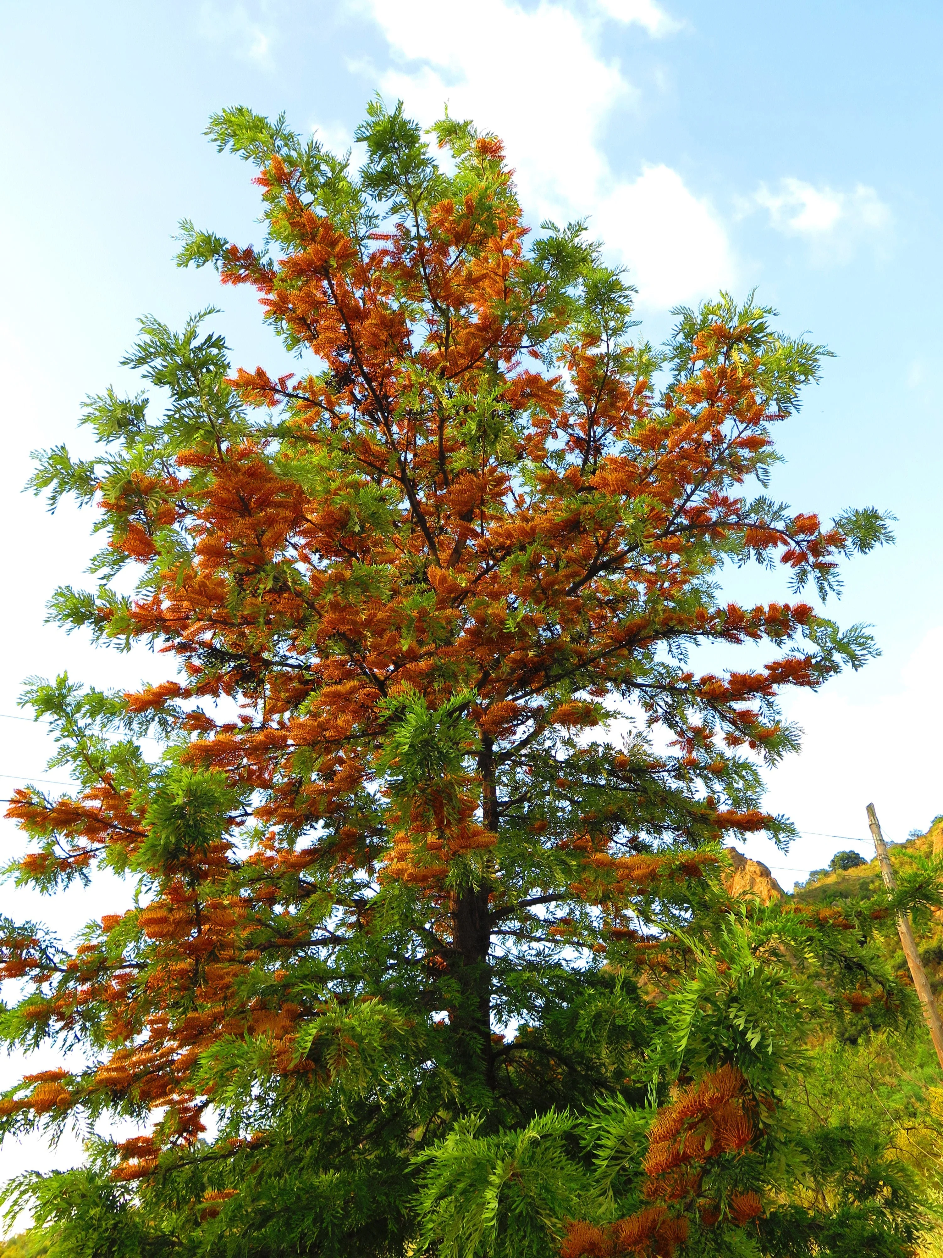 35 SILKY OAK TREE Orange Flower Southern Silver Oak Grevillea Robusta Seeds - Image 8
