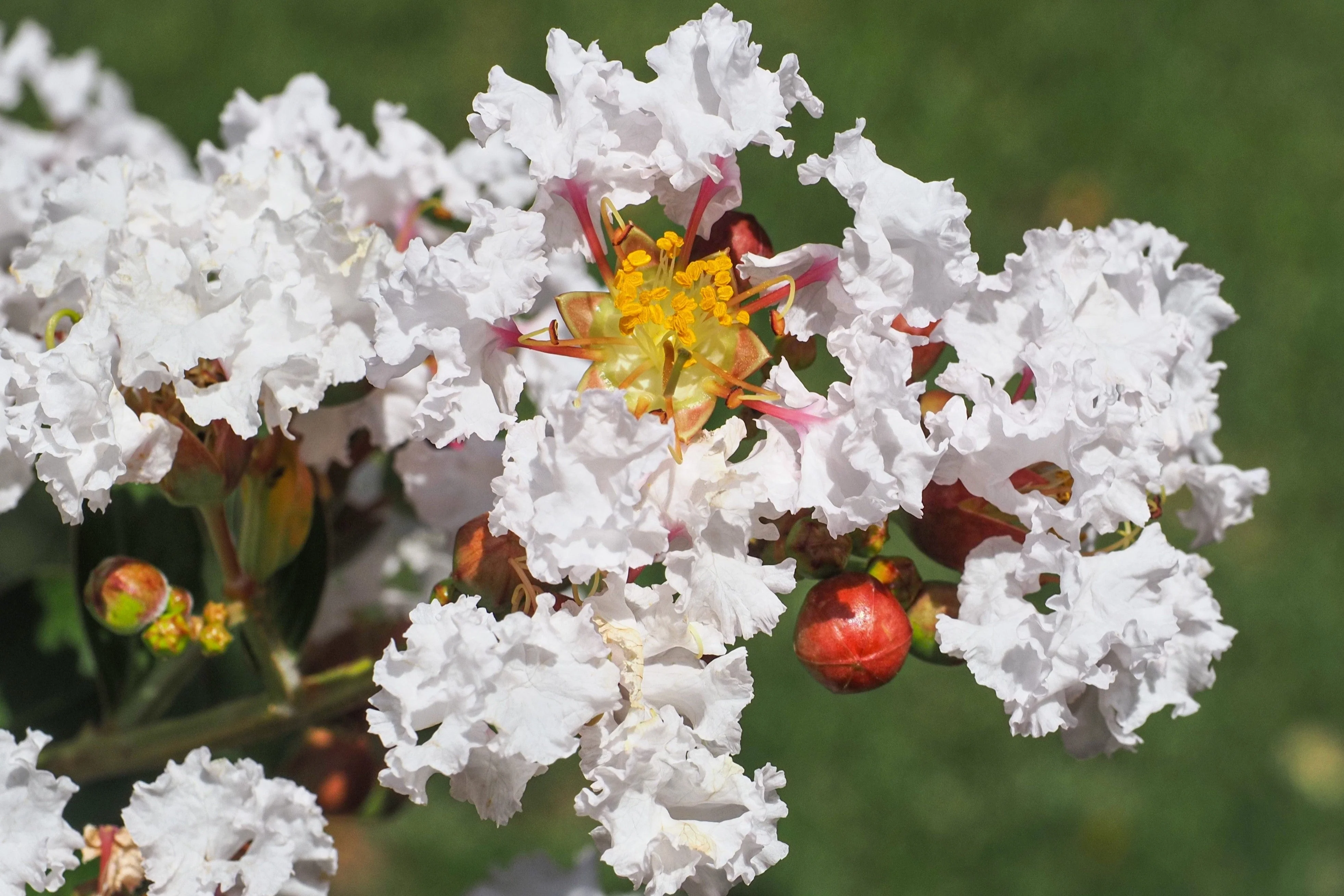35 WHITE CREPE MYRTLE Lagerstroemia Indica Flowering Shrub Bush Small Tree Seeds - Image 10