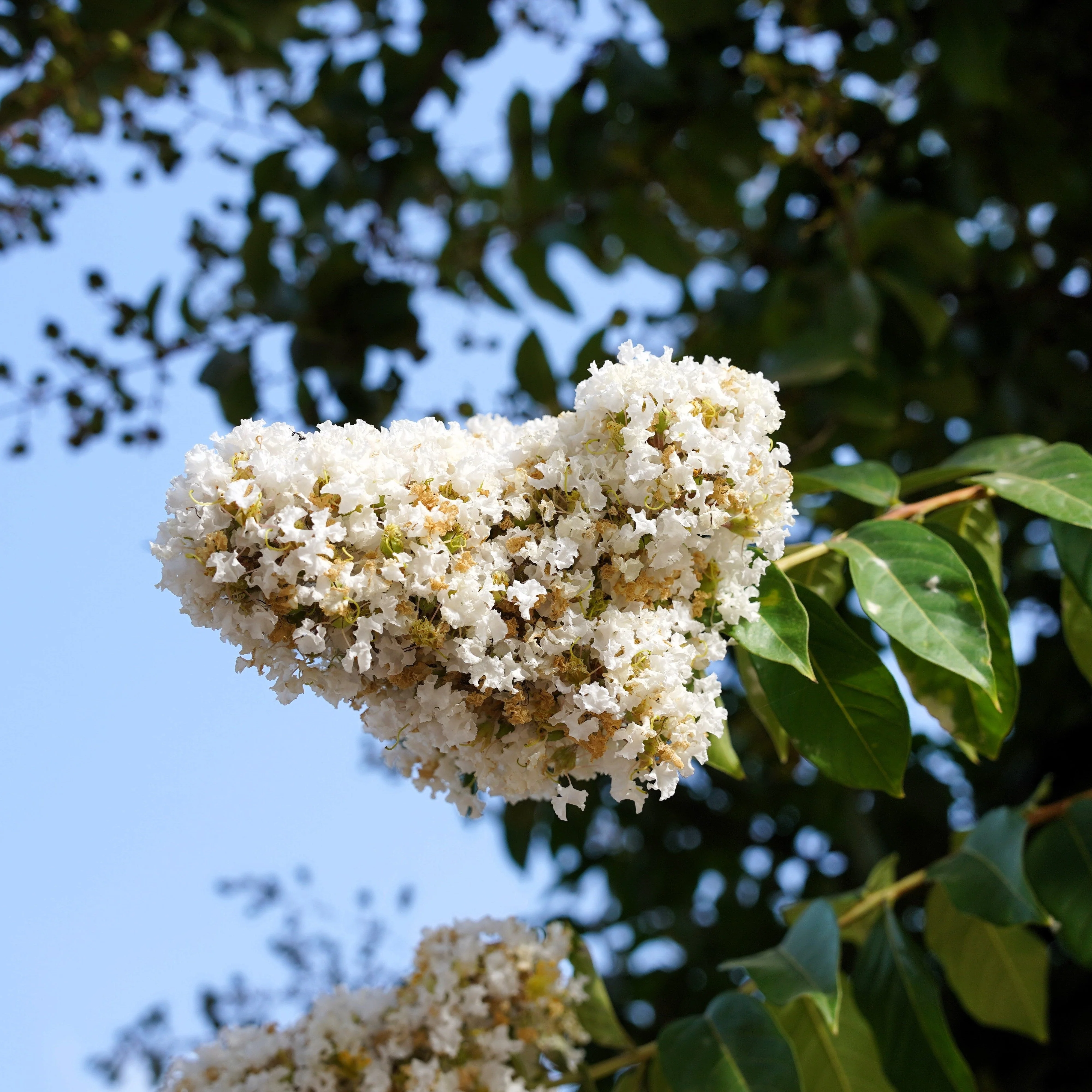 35 WHITE CREPE MYRTLE Lagerstroemia Indica Flowering Shrub Bush Small Tree Seeds - Image 12