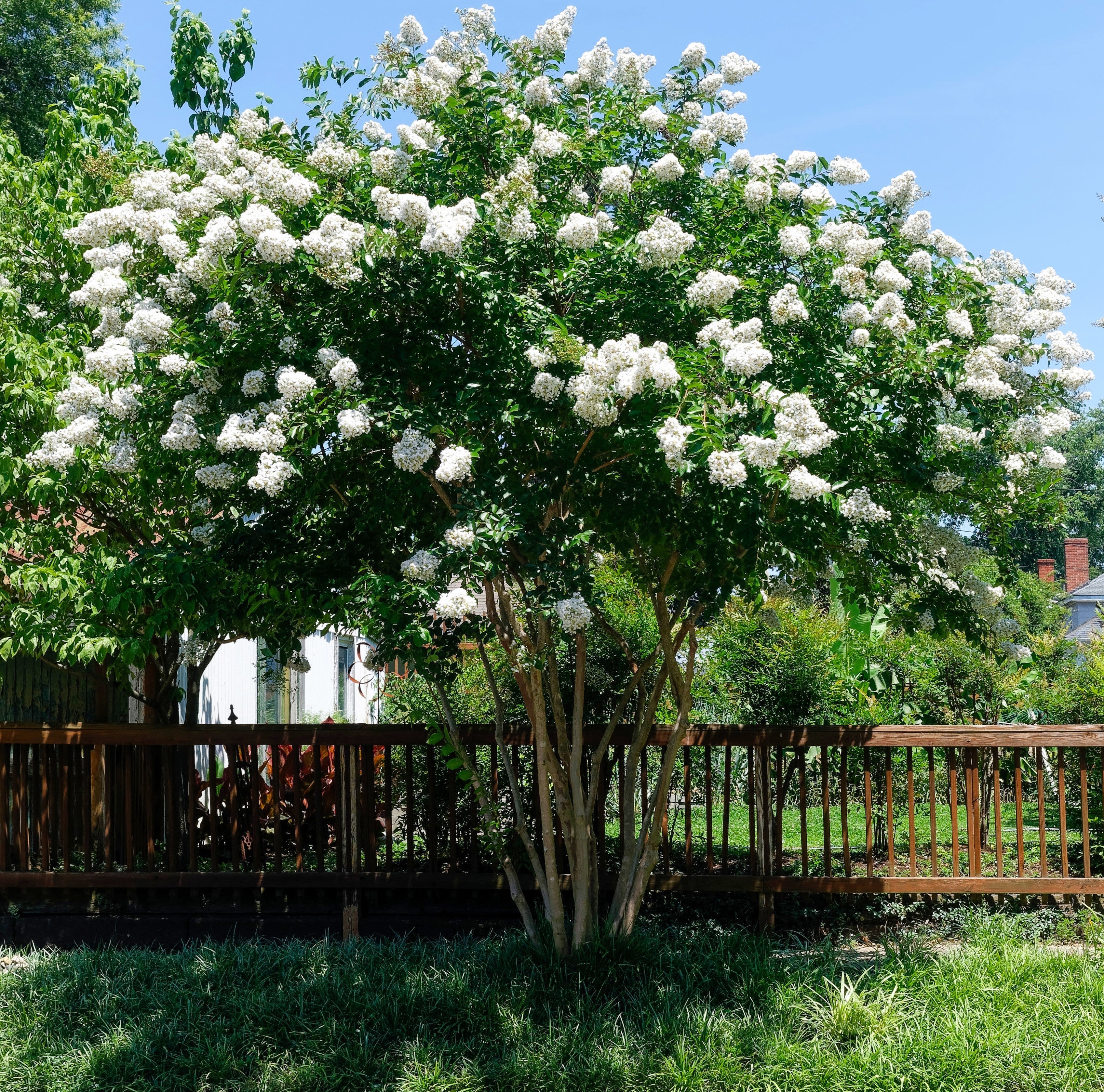 35 WHITE CREPE MYRTLE Lagerstroemia Indica Flowering Shrub Bush Small Tree Seeds - Image 13