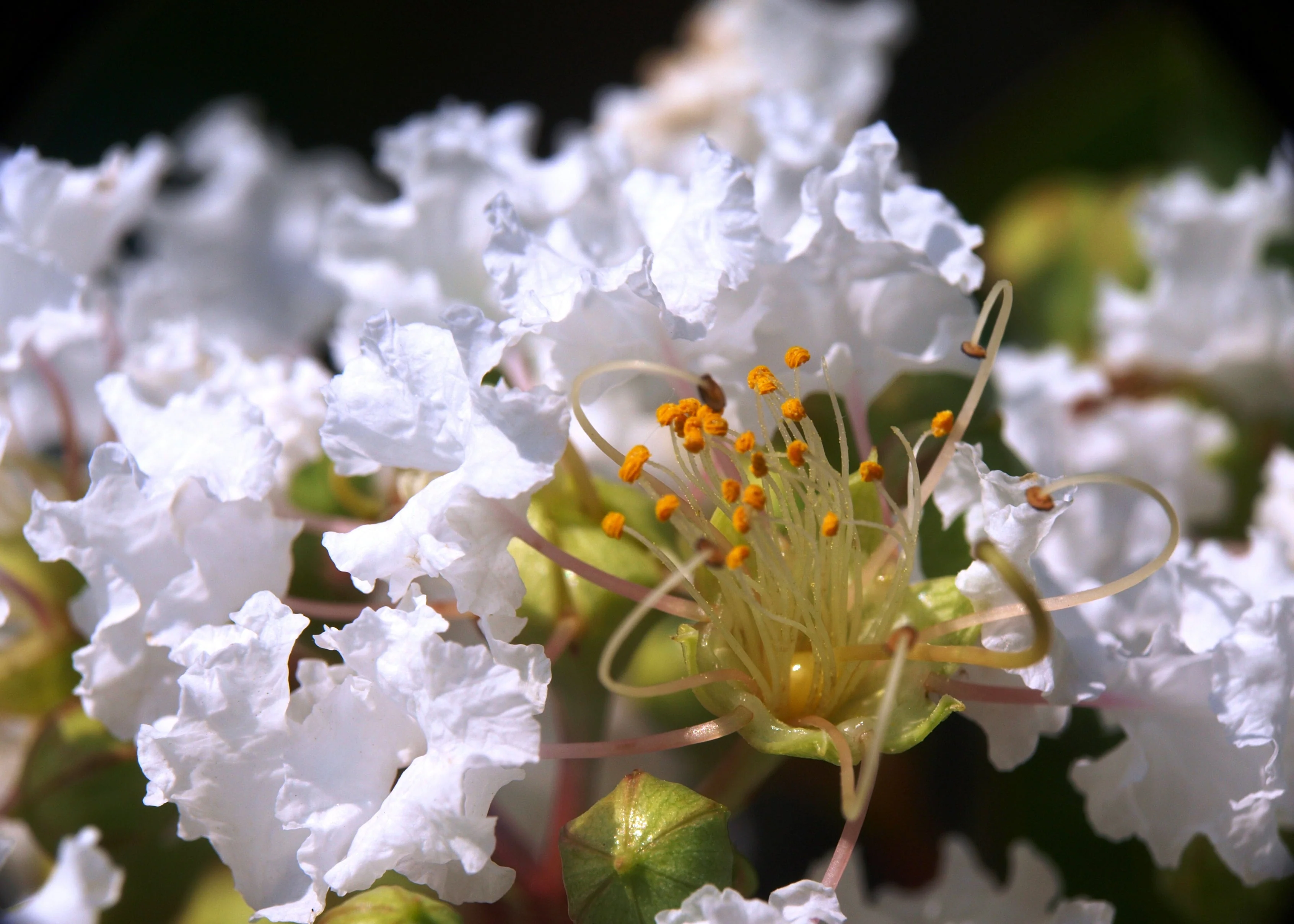35 WHITE CREPE MYRTLE Lagerstroemia Indica Flowering Shrub Bush Small Tree Seeds - Image 14