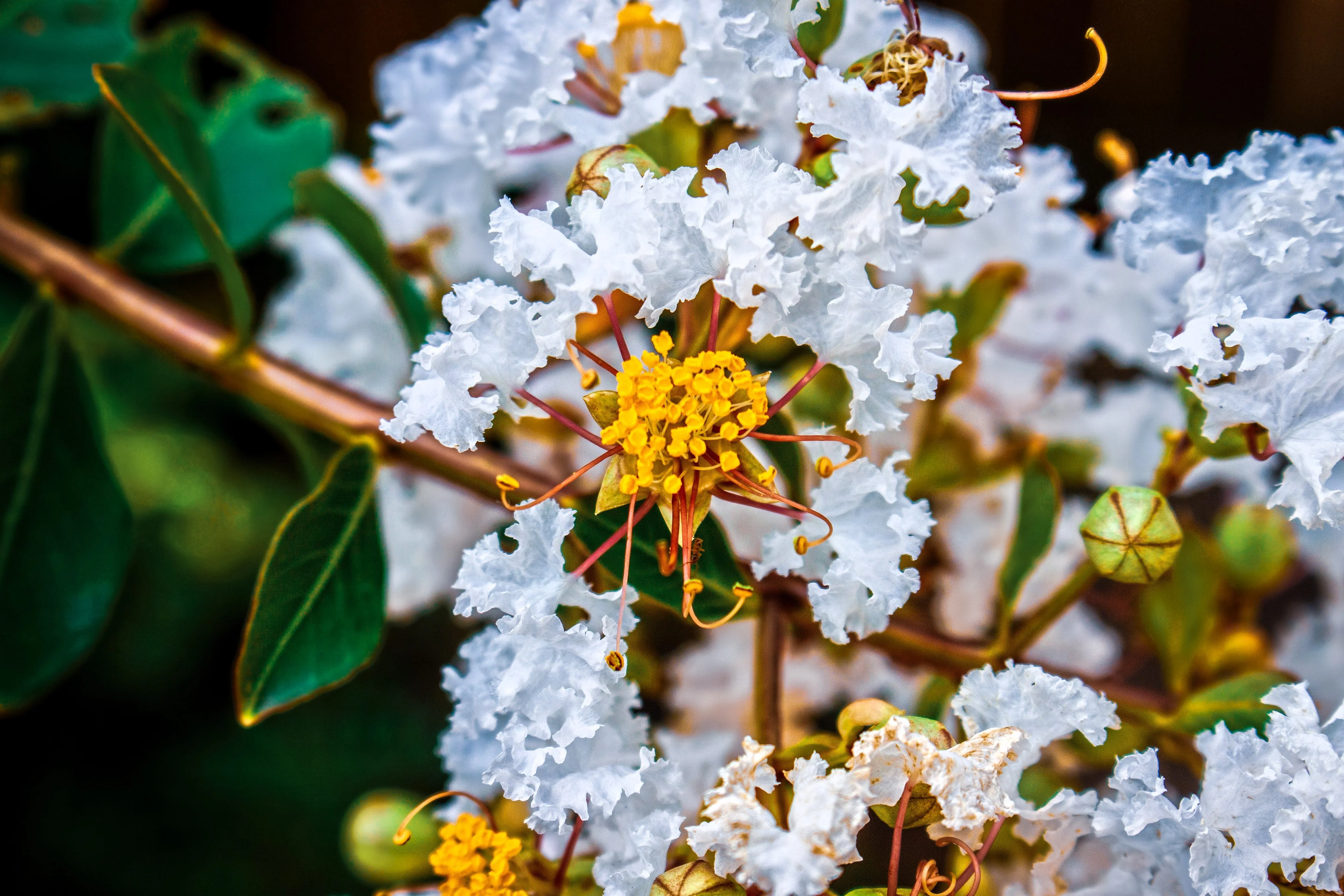 35 WHITE CREPE MYRTLE Lagerstroemia Indica Flowering Shrub Bush Small Tree Seeds - Image 2