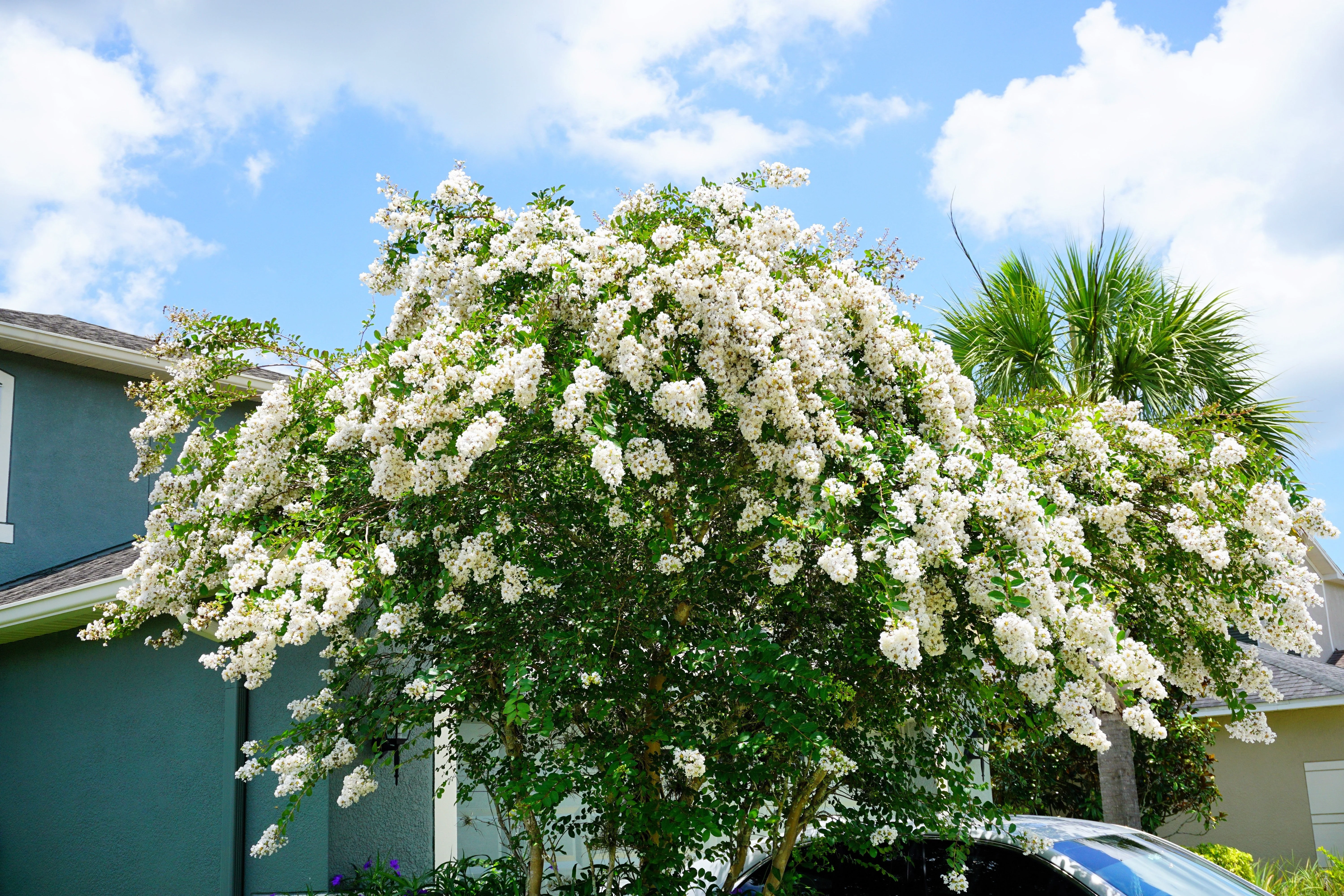 35 WHITE CREPE MYRTLE Lagerstroemia Indica Flowering Shrub Bush Small Tree Seeds - Image 3