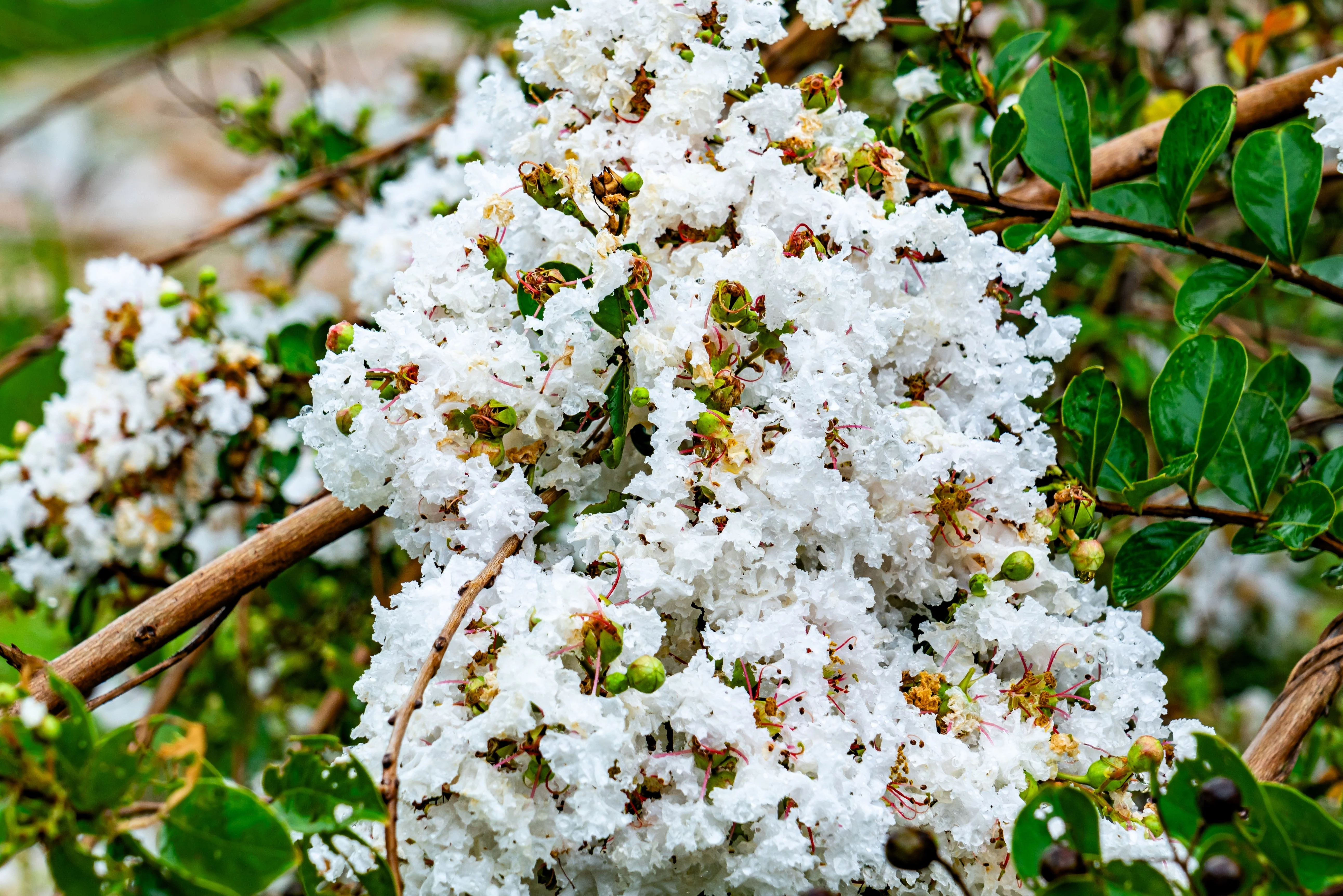 35 WHITE CREPE MYRTLE Lagerstroemia Indica Flowering Shrub Bush Small Tree Seeds - Image 4
