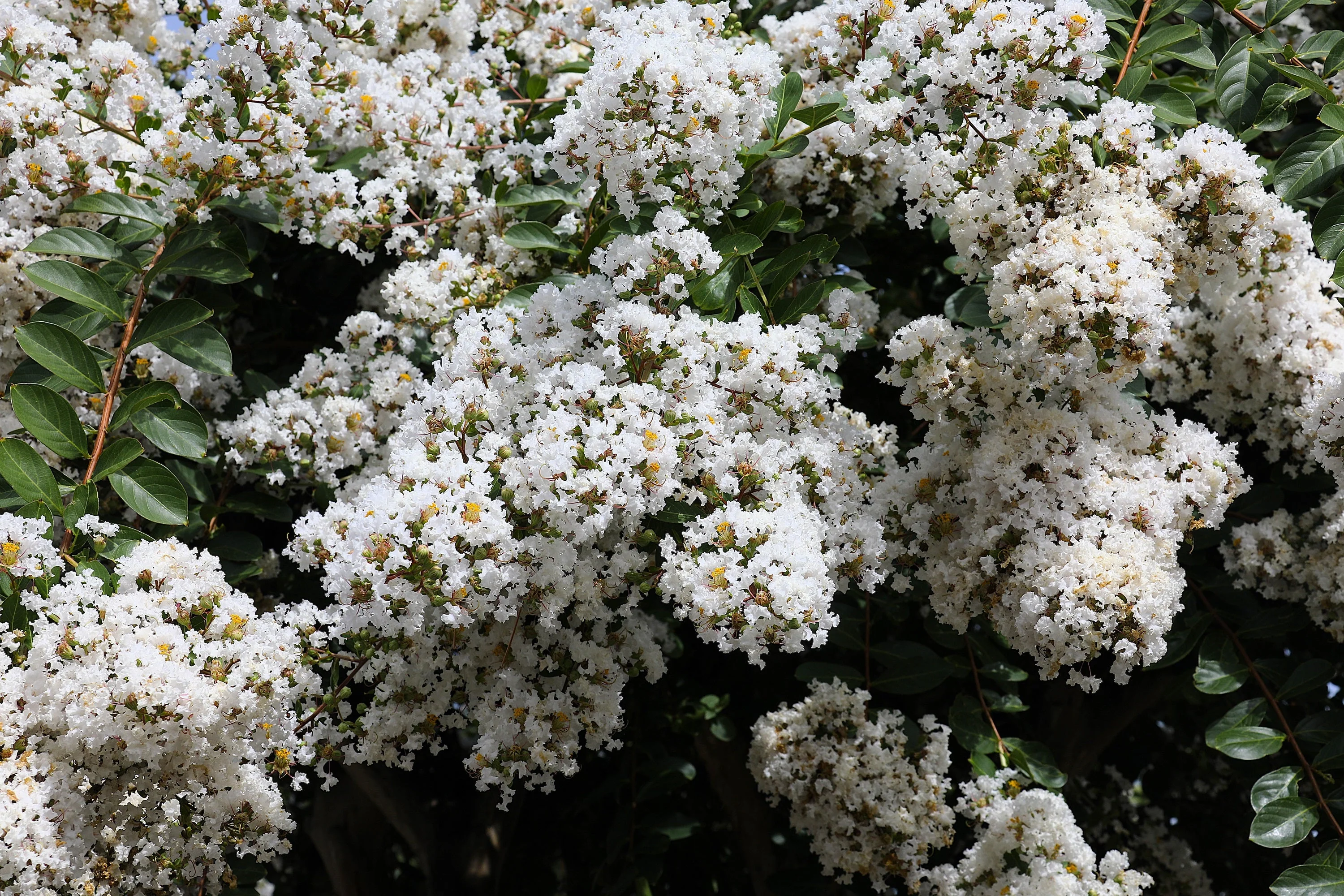 35 WHITE CREPE MYRTLE Lagerstroemia Indica Flowering Shrub Bush Small Tree Seeds - Image 5