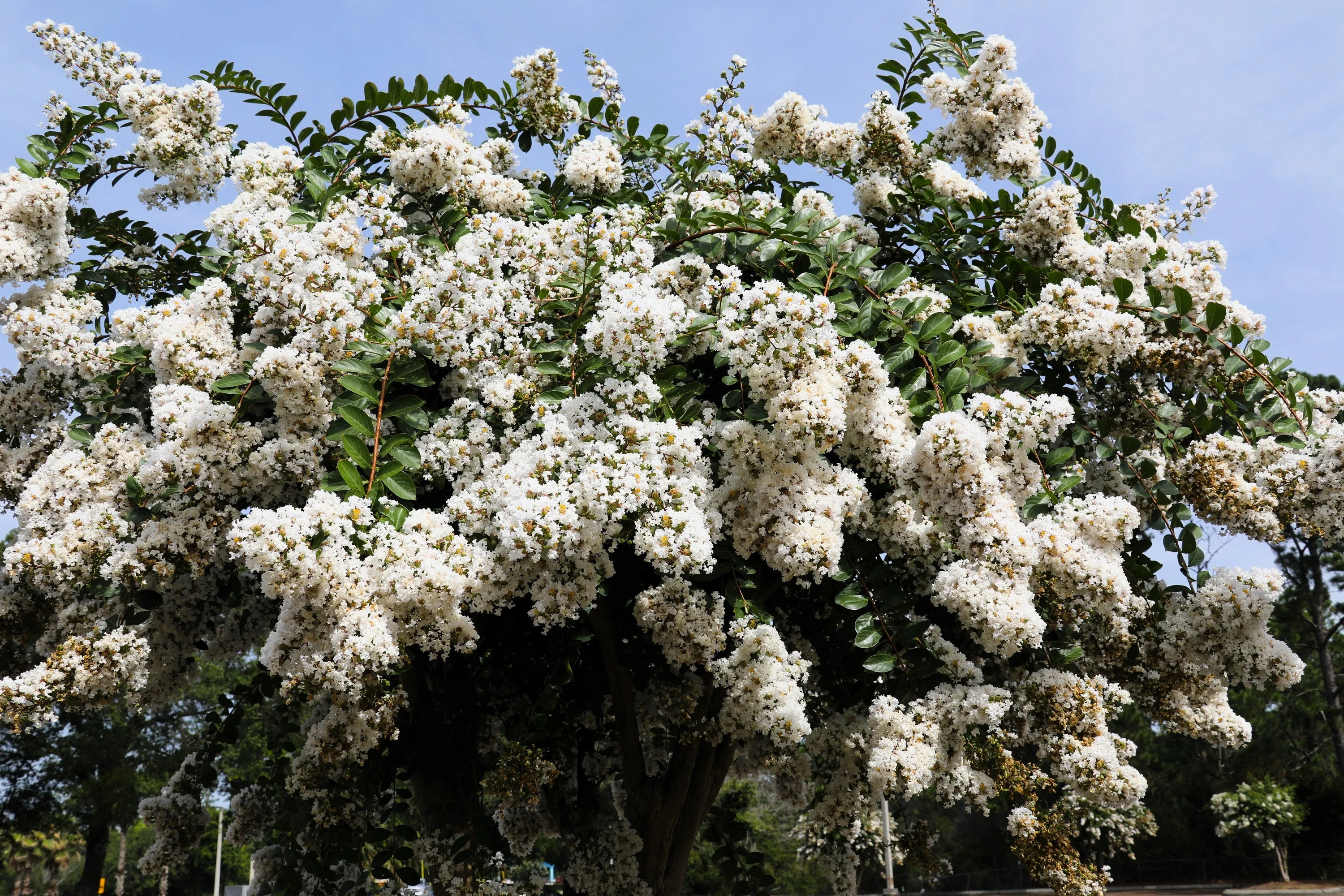 35 WHITE CREPE MYRTLE Lagerstroemia Indica Flowering Shrub Bush Small Tree Seeds - Image 6