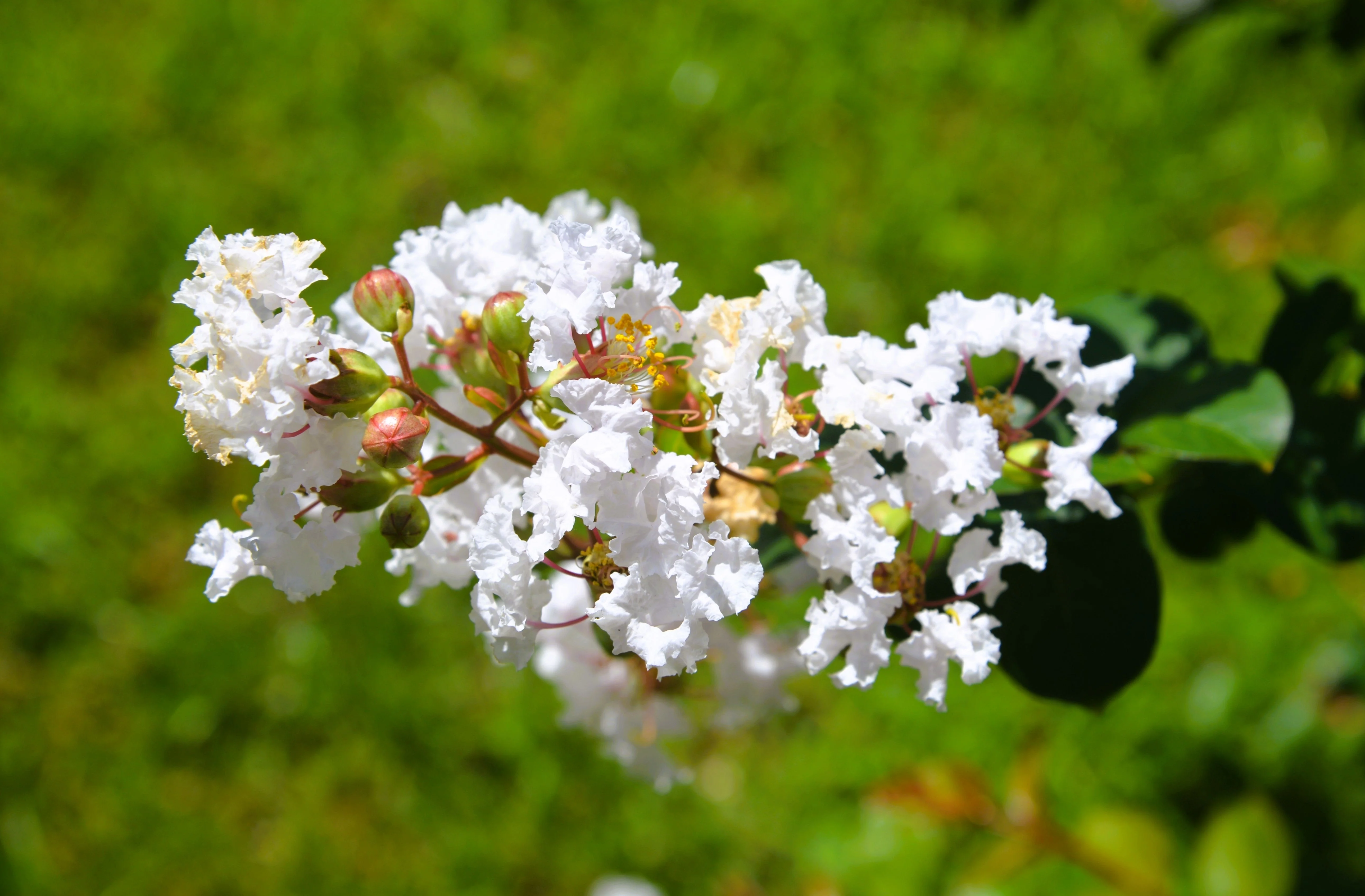 35 WHITE CREPE MYRTLE Lagerstroemia Indica Flowering Shrub Bush Small Tree Seeds - Image 7