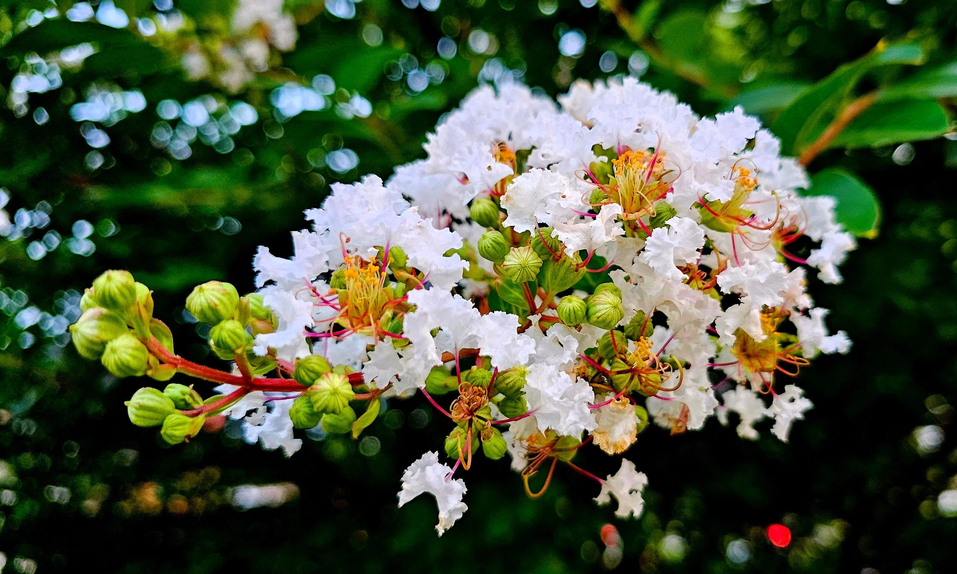 35 WHITE CREPE MYRTLE Lagerstroemia Indica Flowering Shrub Bush Small Tree Seeds - Image 8