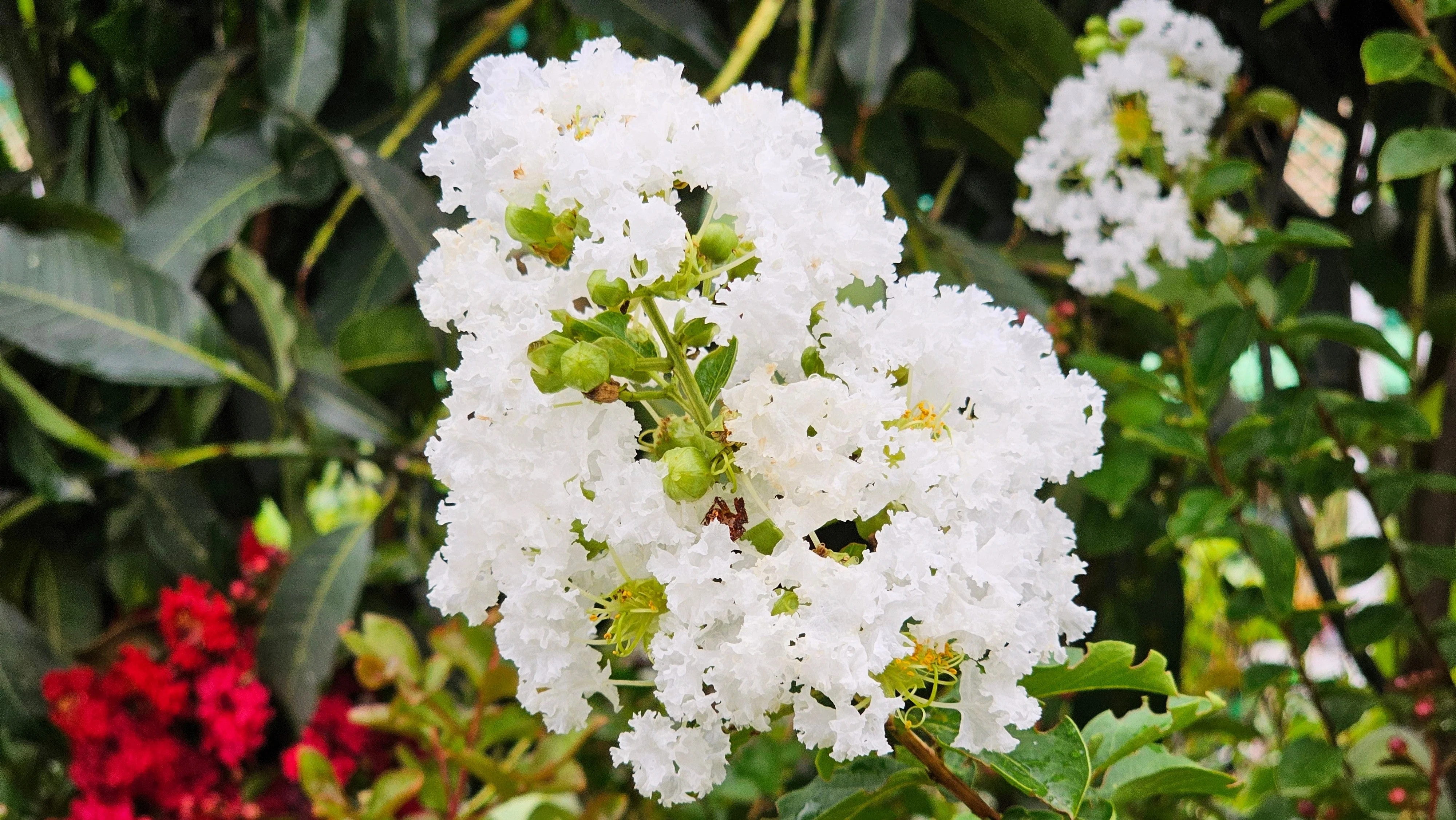 35 WHITE CREPE MYRTLE Lagerstroemia Indica Flowering Shrub Bush Small Tree Seeds - Image 9