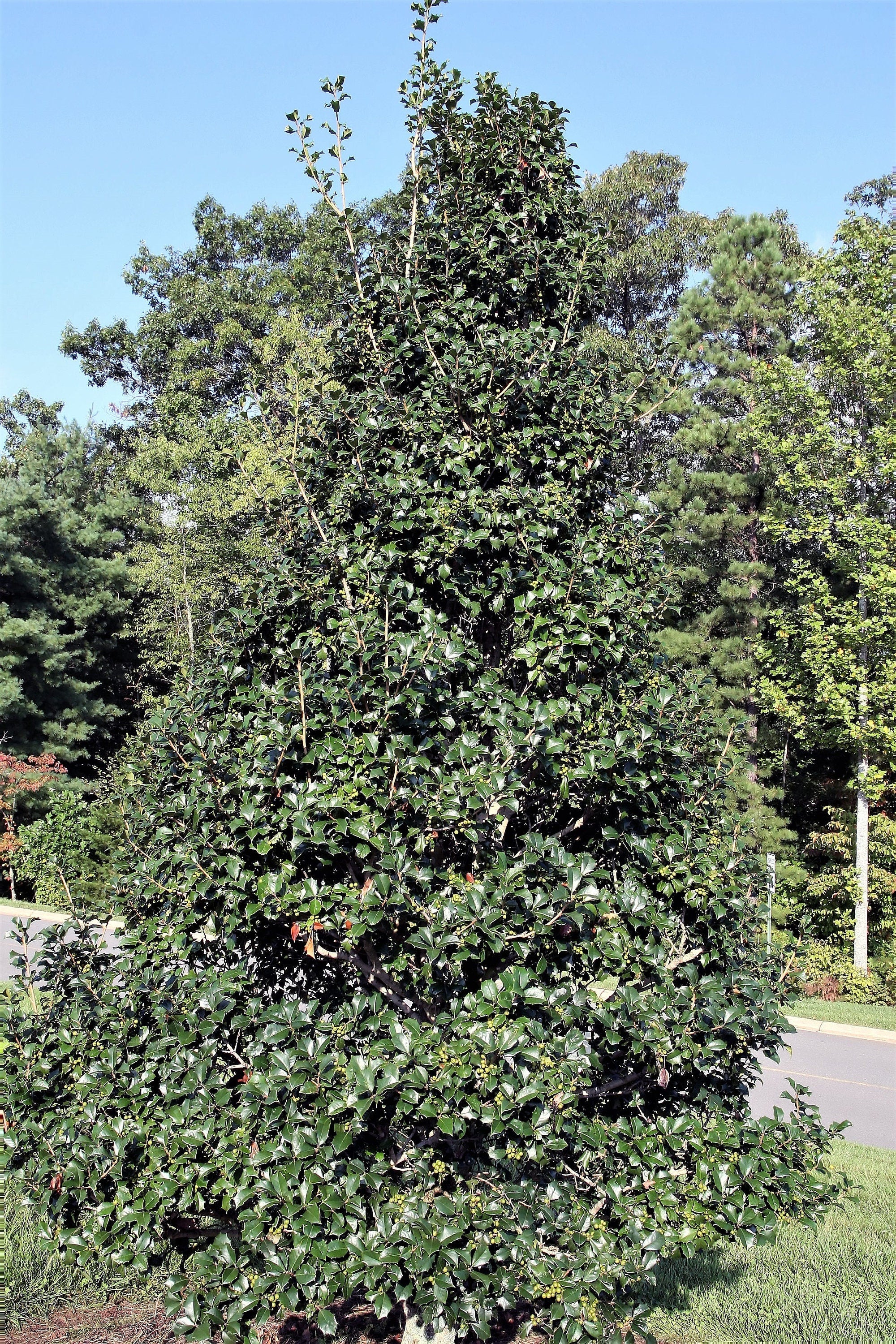 40 AMERICAN HOLLY Ilex Opaca Tree Shrub Evergreen Red Berry Seeds - aka White Holly, Prickly Holly, Christmas Holly, Yule Holly - Image 12
