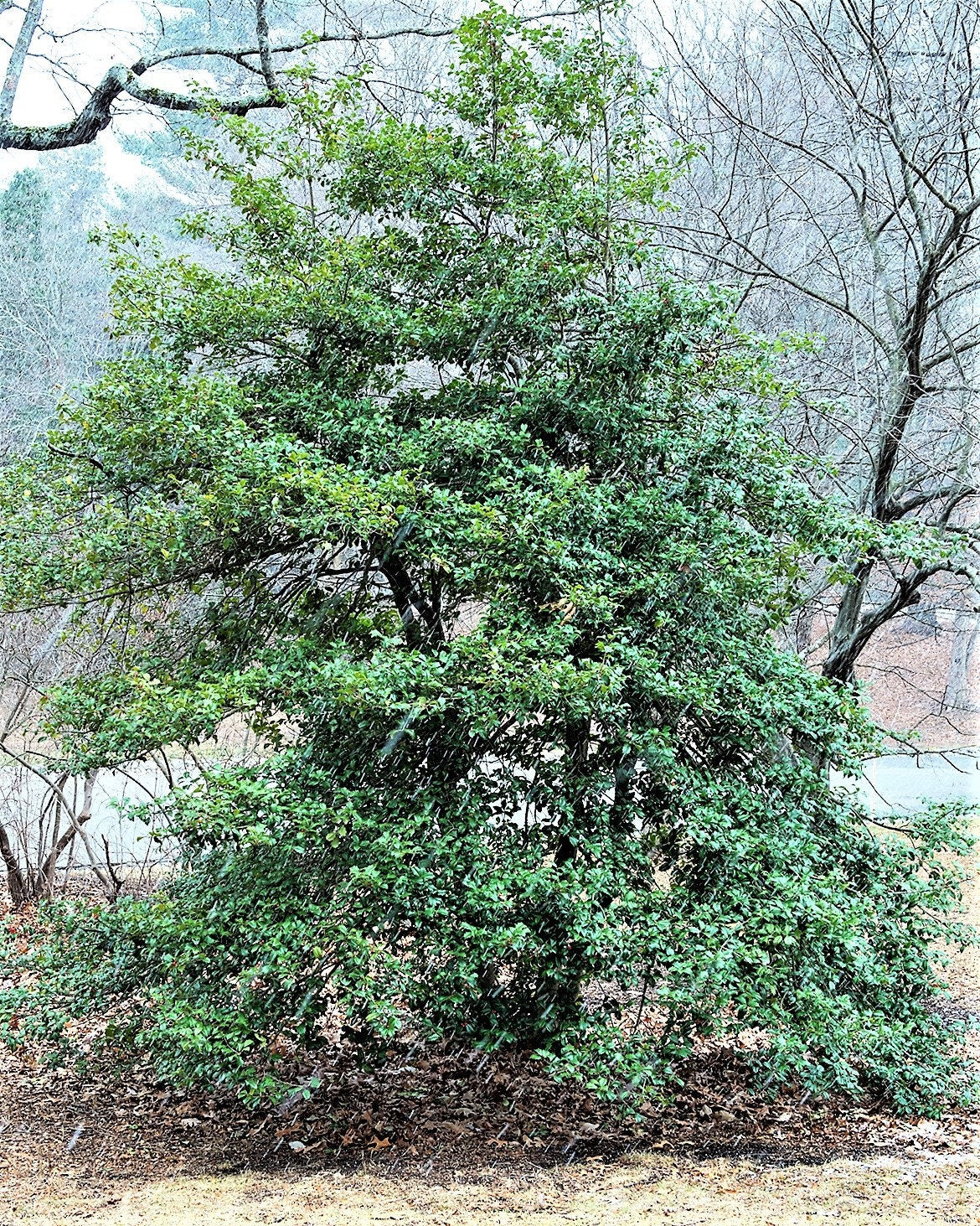 40 AMERICAN HOLLY Ilex Opaca Tree Shrub Evergreen Red Berry Seeds - aka White Holly, Prickly Holly, Christmas Holly, Yule Holly - Image 13