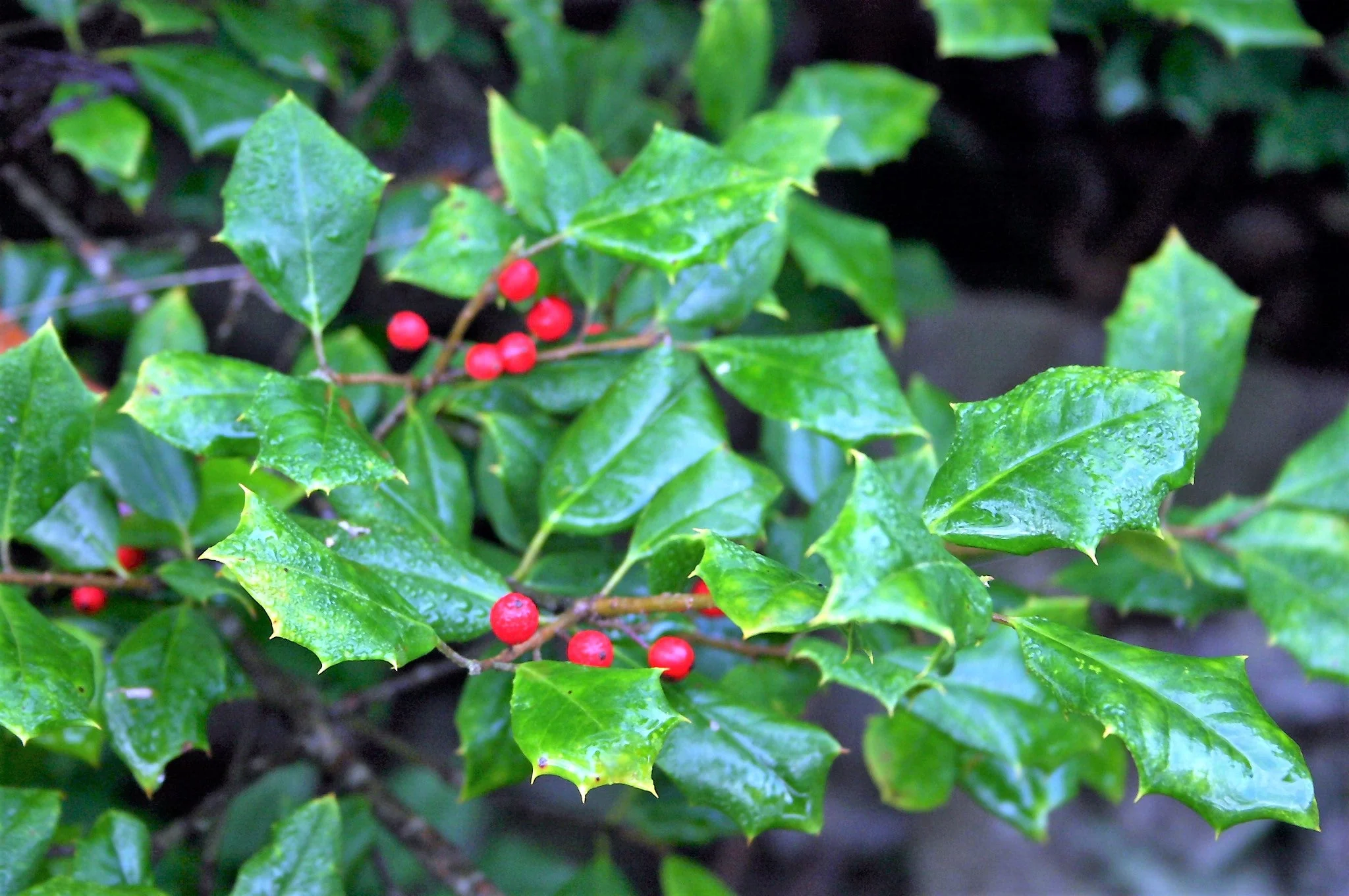 40 AMERICAN HOLLY Ilex Opaca Tree Shrub Evergreen Red Berry Seeds - aka White Holly, Prickly Holly, Christmas Holly, Yule Holly - Image 2