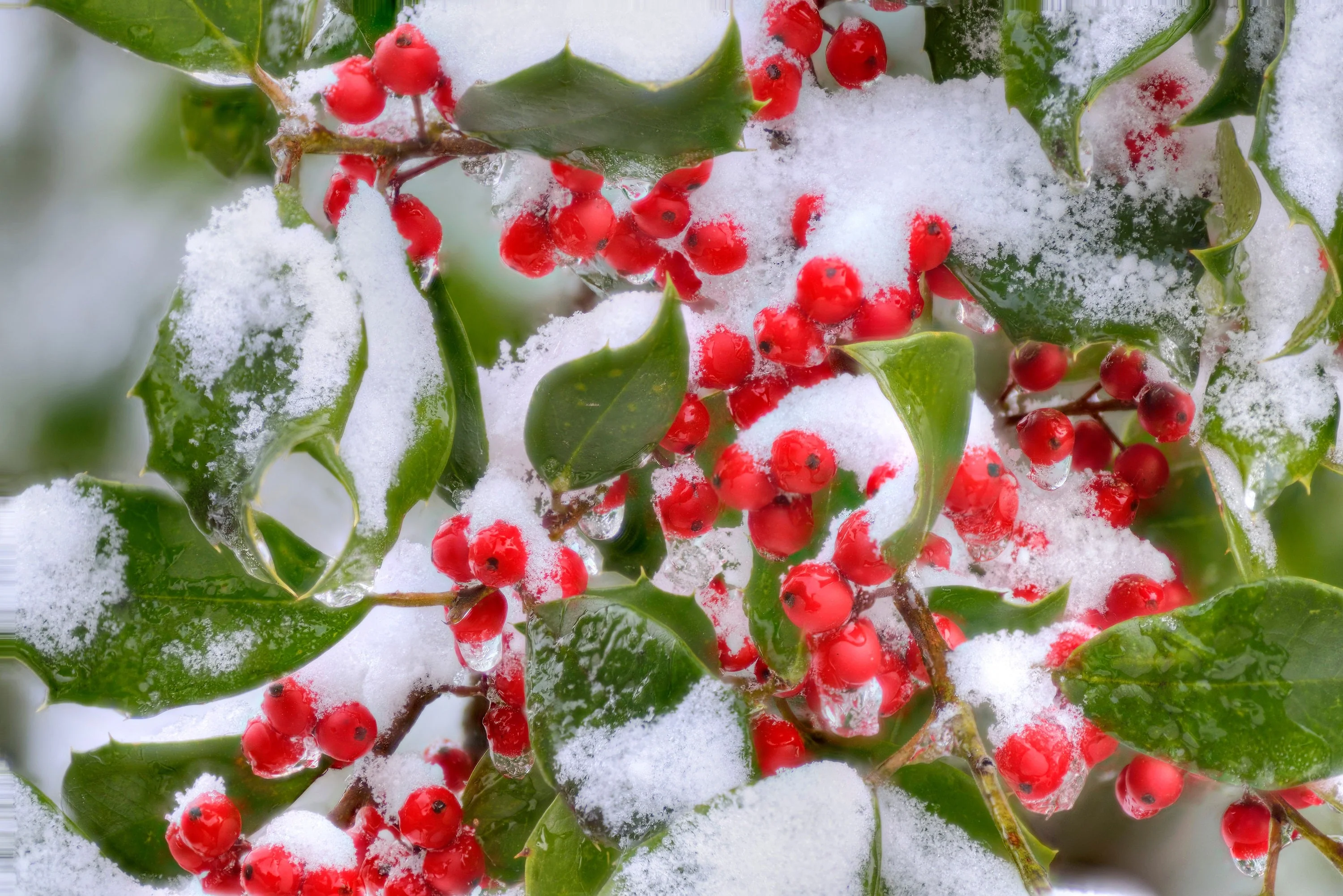 40 AMERICAN HOLLY Ilex Opaca Tree Shrub Evergreen Red Berry Seeds - aka White Holly, Prickly Holly, Christmas Holly, Yule Holly - Image 3