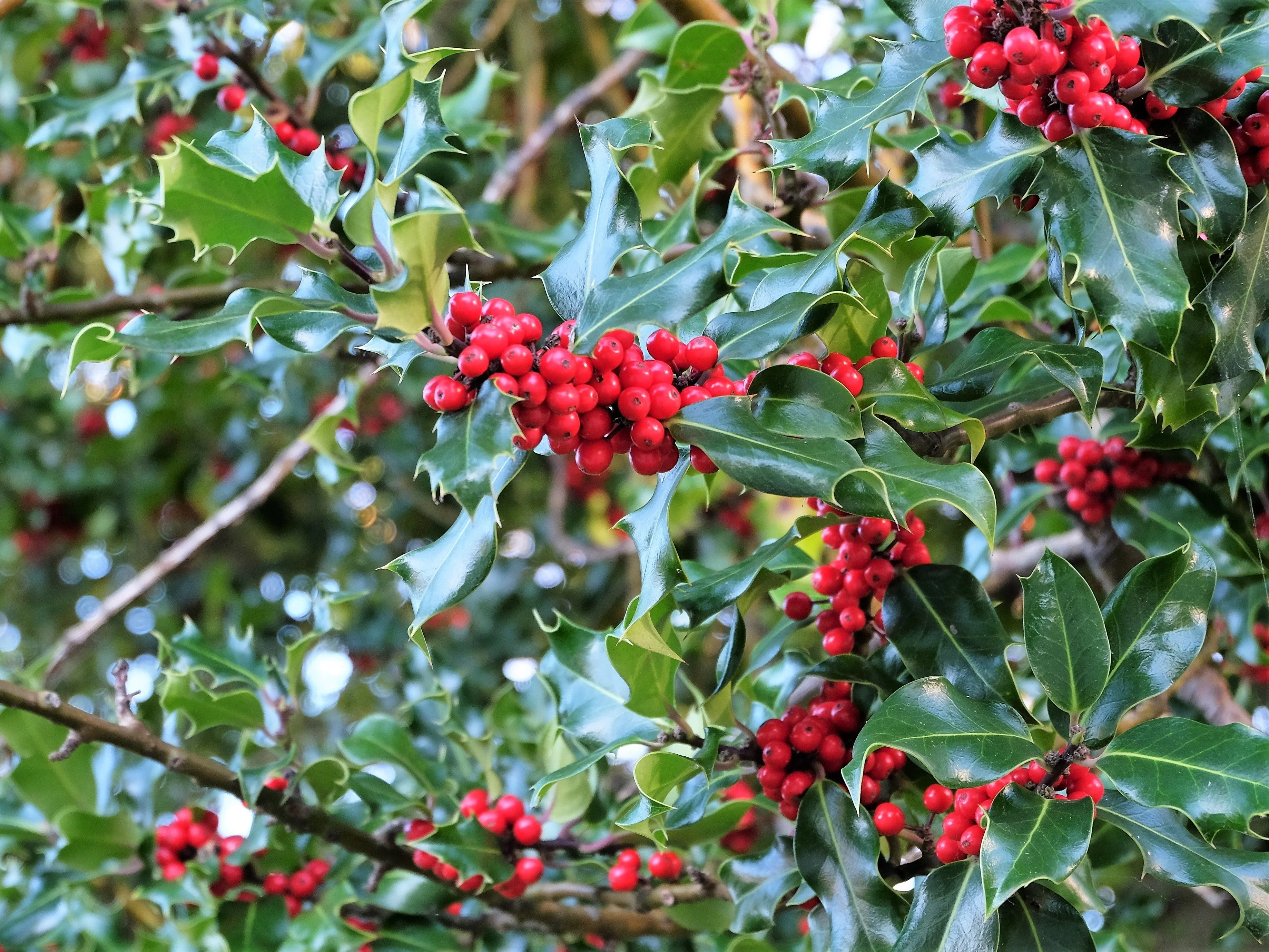 40 AMERICAN HOLLY Ilex Opaca Tree Shrub Evergreen Red Berry Seeds - aka White Holly, Prickly Holly, Christmas Holly, Yule Holly - Image 4