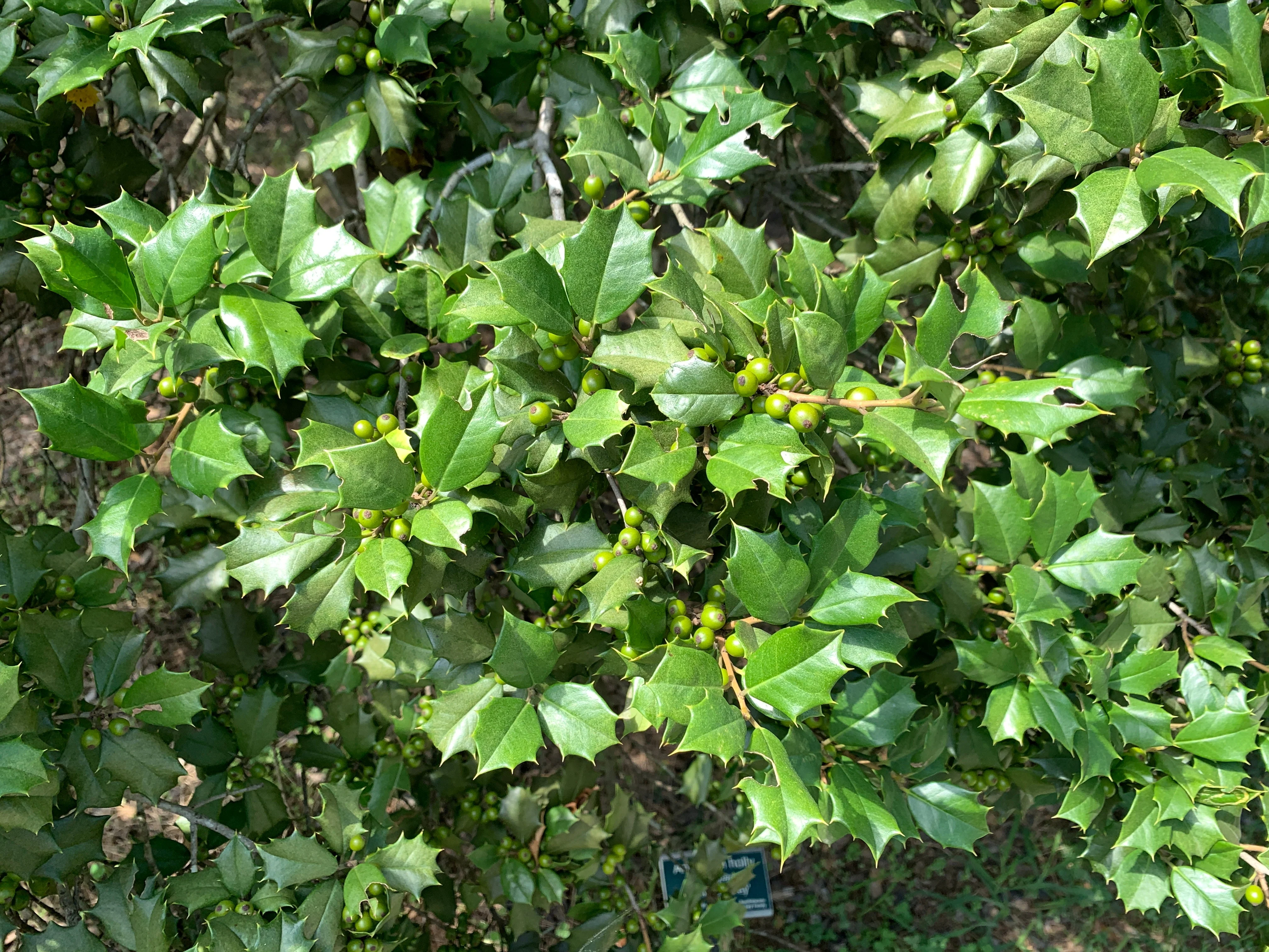 40 AMERICAN HOLLY Ilex Opaca Tree Shrub Evergreen Red Berry Seeds - aka White Holly, Prickly Holly, Christmas Holly, Yule Holly - Image 5