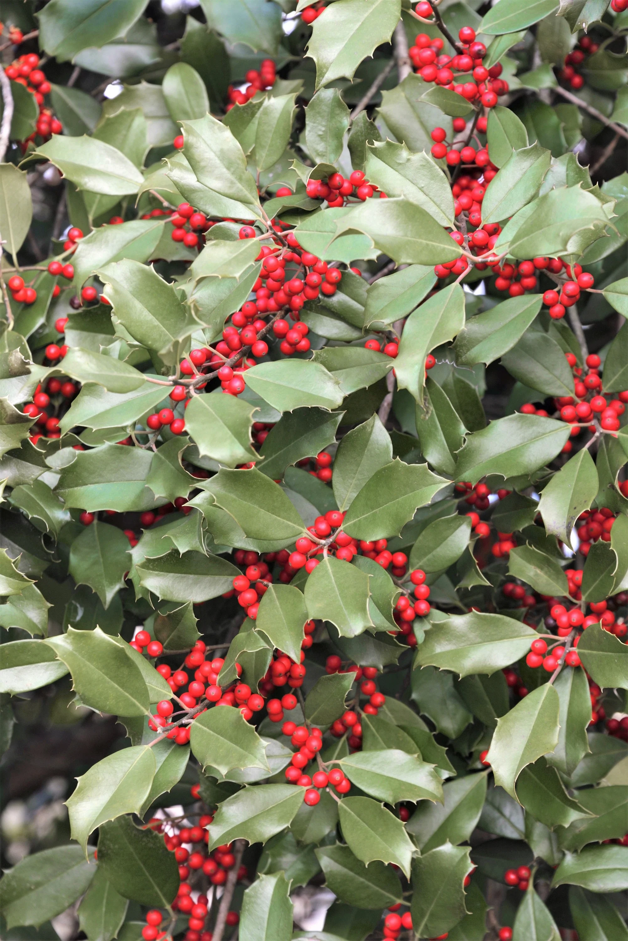 40 AMERICAN HOLLY Ilex Opaca Tree Shrub Evergreen Red Berry Seeds - aka White Holly, Prickly Holly, Christmas Holly, Yule Holly - Image 6