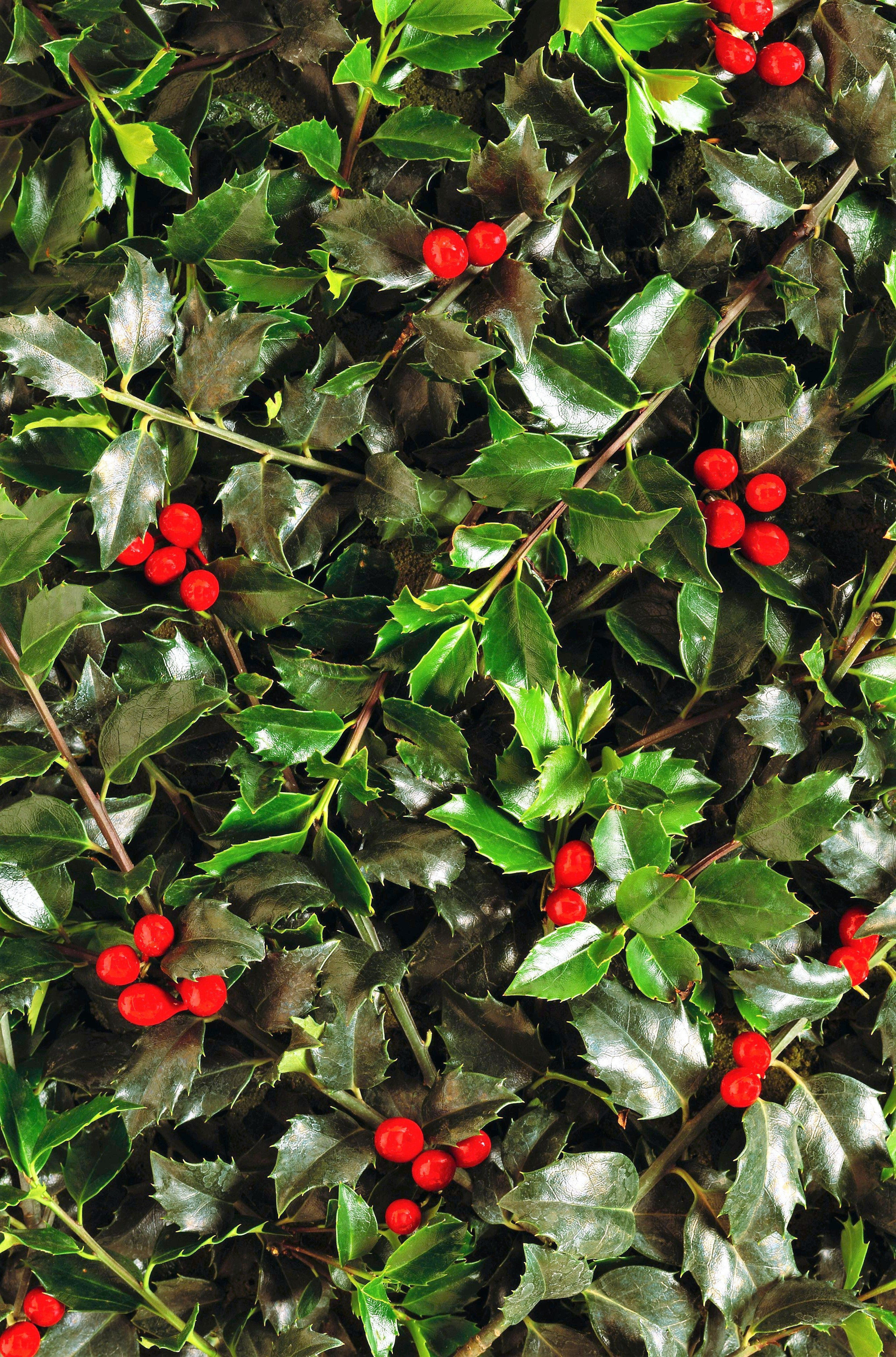 40 AMERICAN HOLLY Ilex Opaca Tree Shrub Evergreen Red Berry Seeds - aka White Holly, Prickly Holly, Christmas Holly, Yule Holly - Image 7