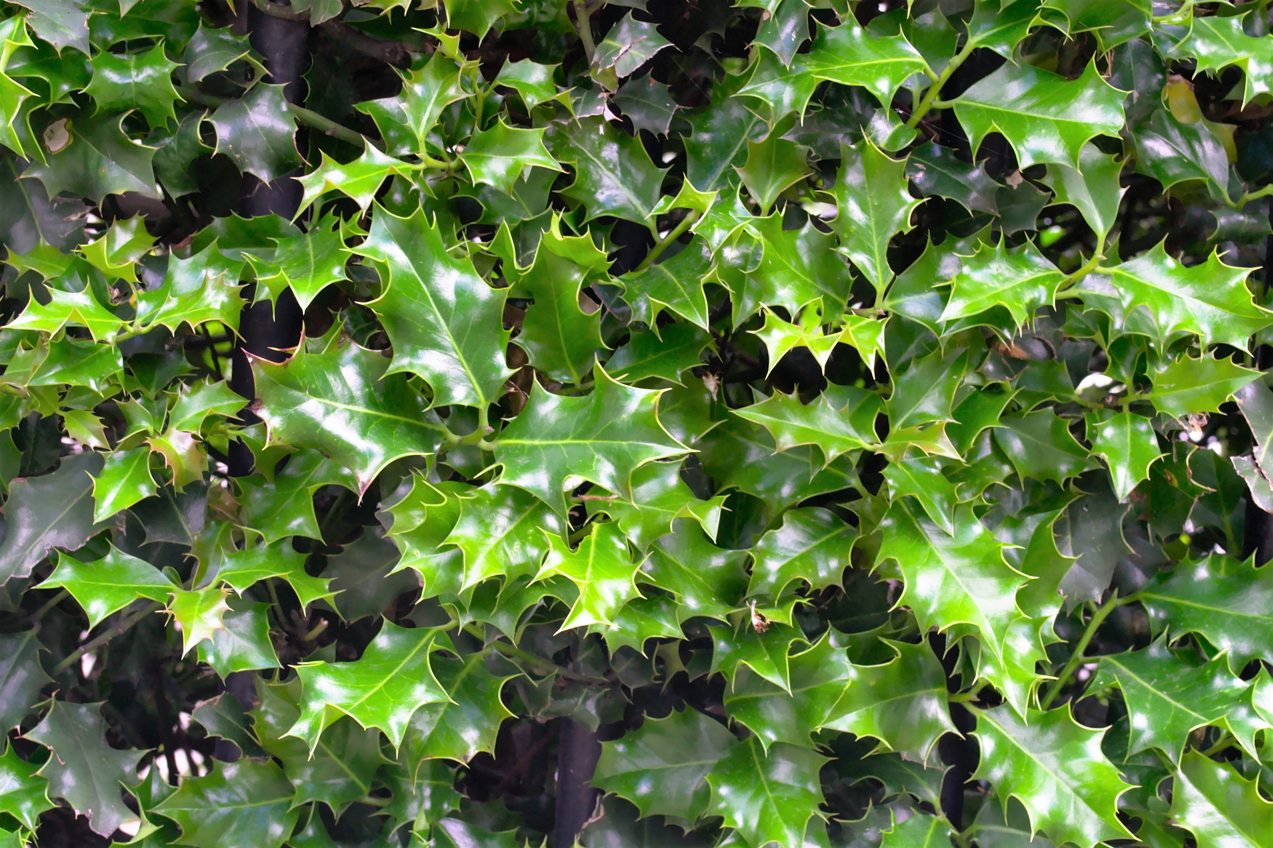 40 AMERICAN HOLLY Ilex Opaca Tree Shrub Evergreen Red Berry Seeds - aka White Holly, Prickly Holly, Christmas Holly, Yule Holly - Image 8