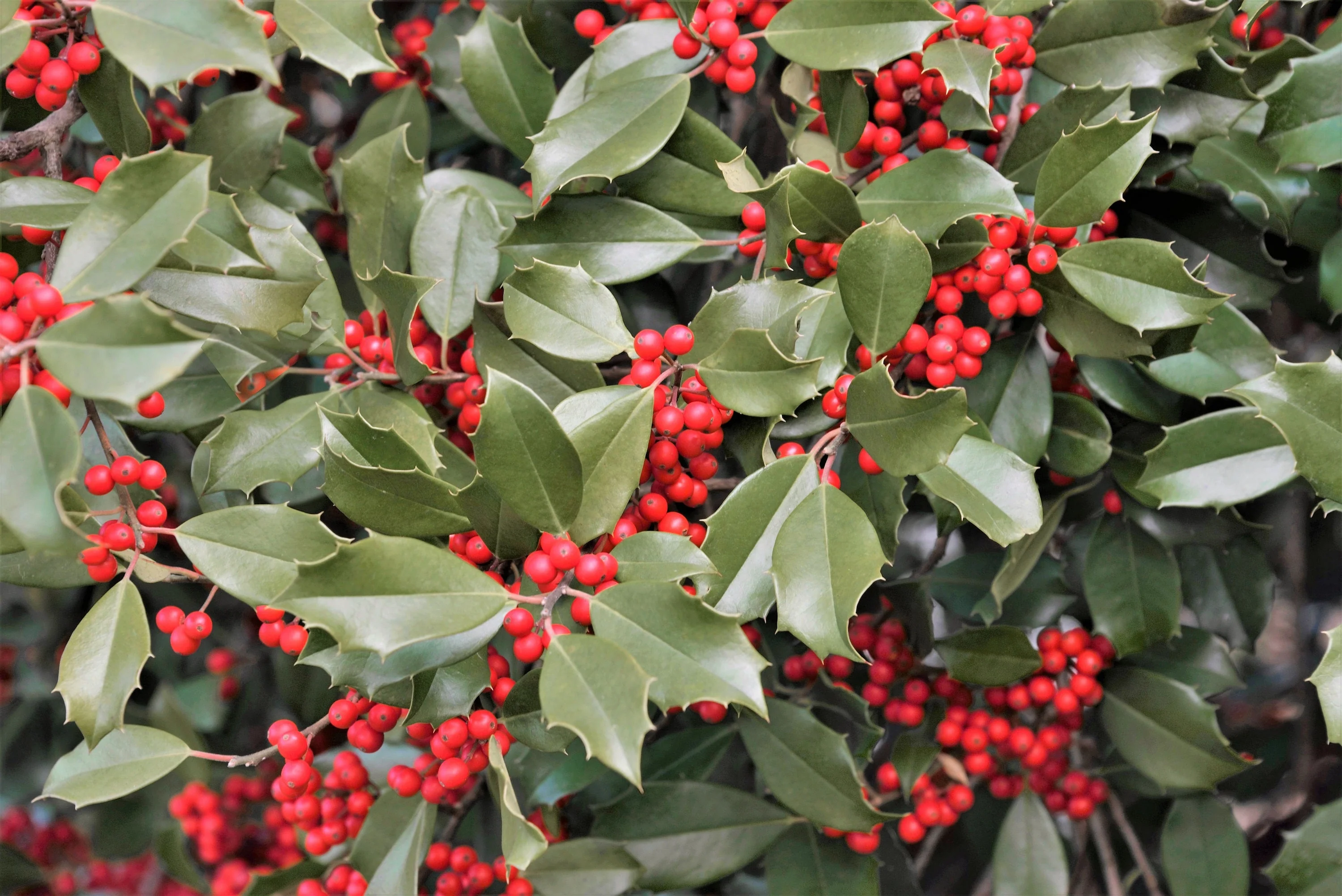 40 AMERICAN HOLLY Ilex Opaca Tree Shrub Evergreen Red Berry Seeds - aka White Holly, Prickly Holly, Christmas Holly, Yule Holly - Image 9