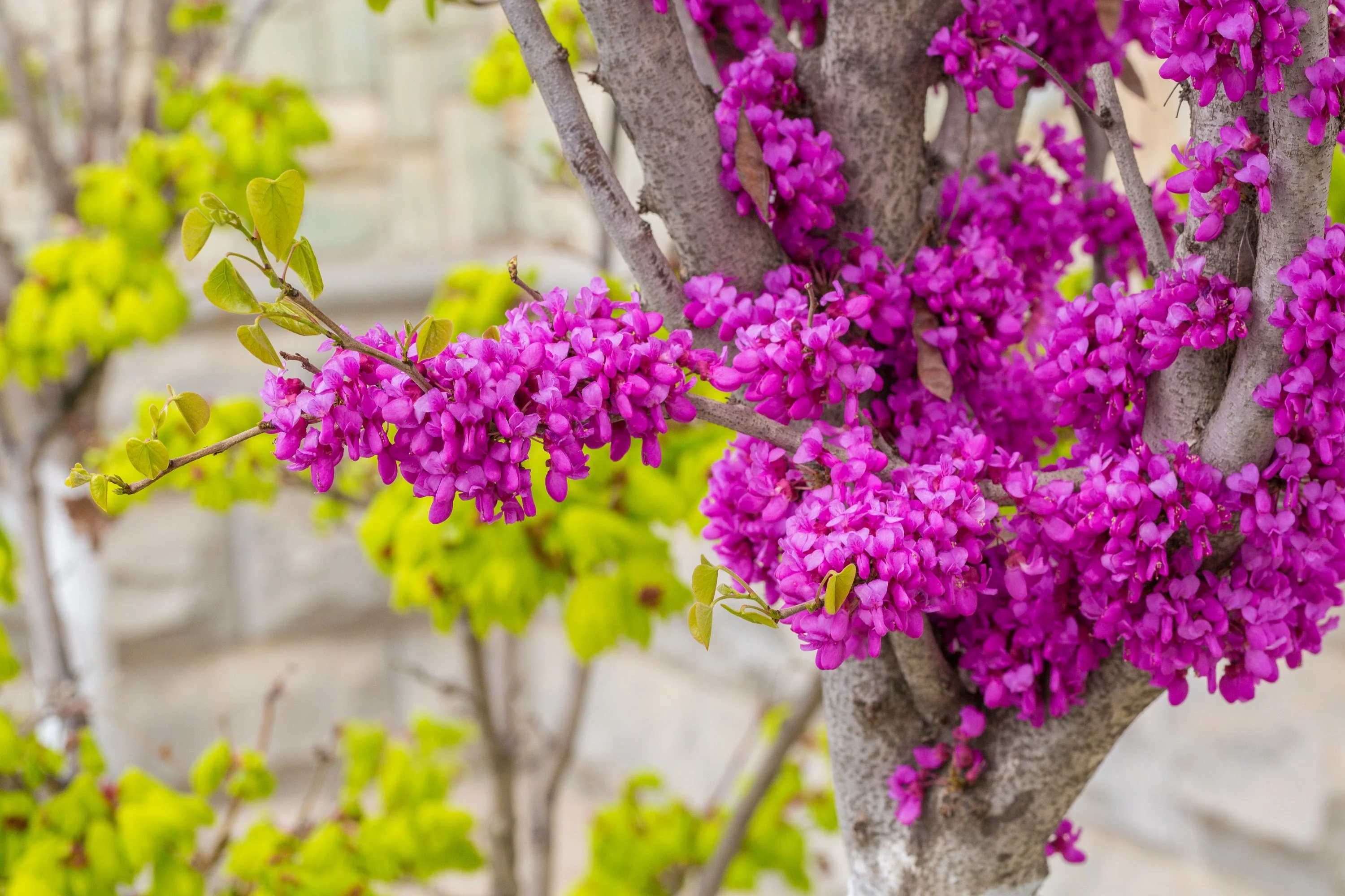 40 CHINESE REDBUD Cercis Chinensis Shrub Small Tree Pink Purple Flower Seeds - Image 10