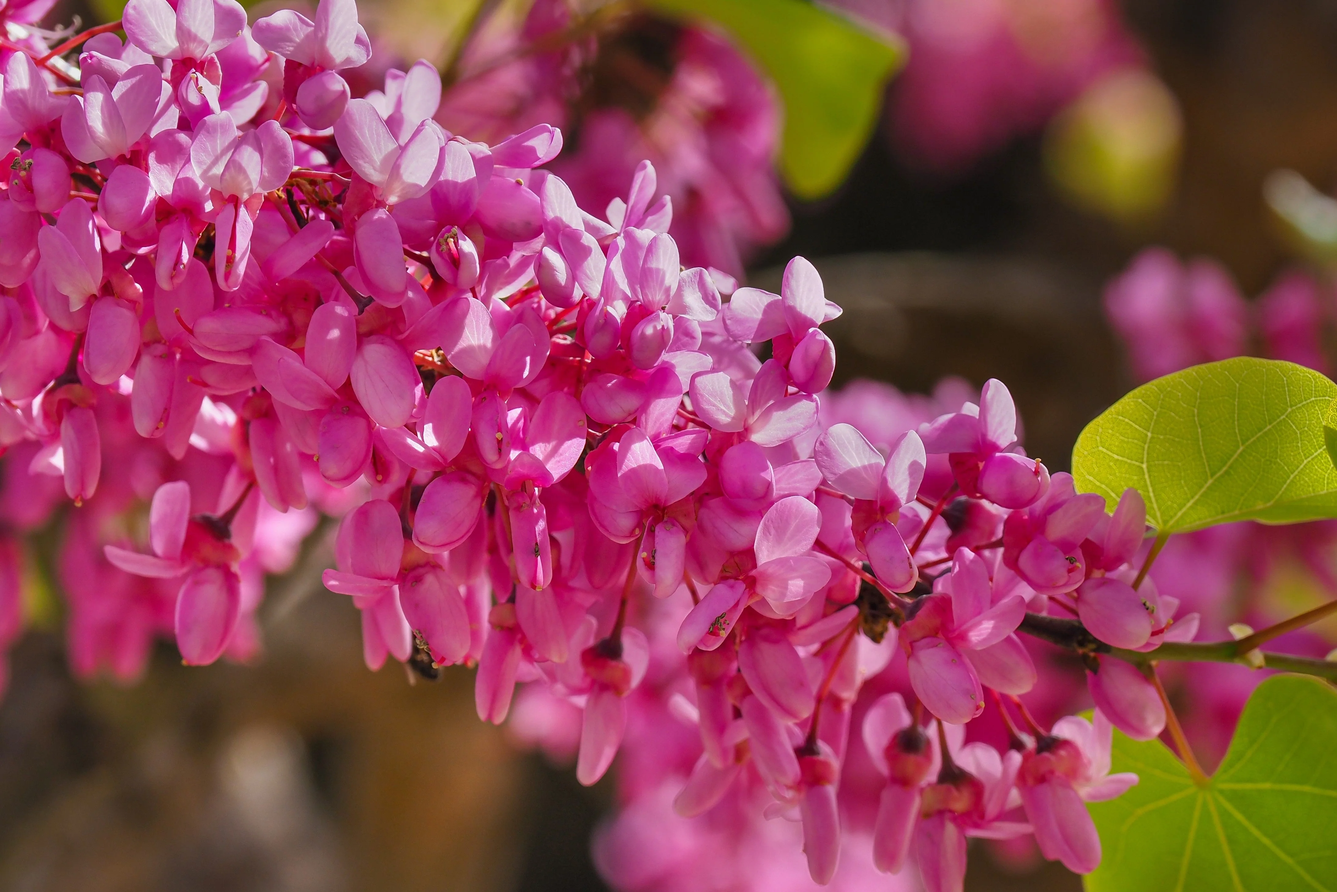 40 CHINESE REDBUD Cercis Chinensis Shrub Small Tree Pink Purple Flower Seeds - Image 11