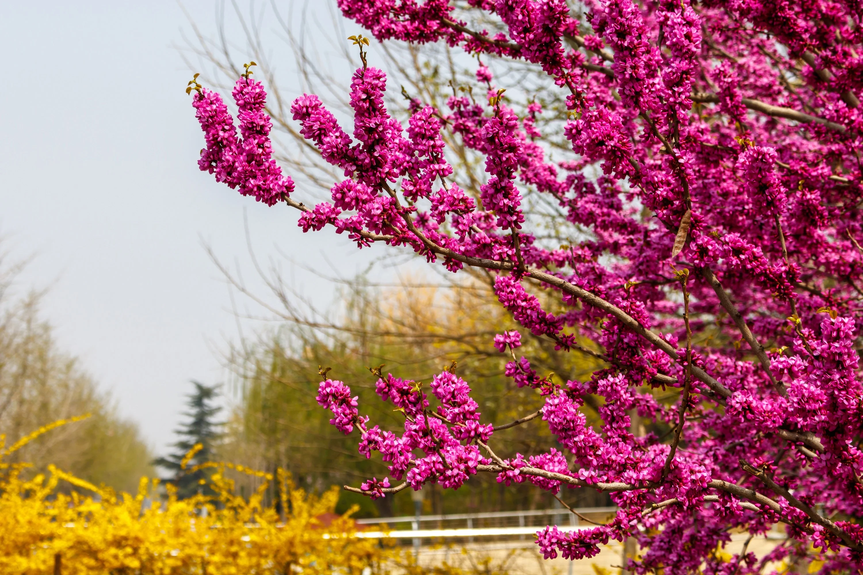 40 CHINESE REDBUD Cercis Chinensis Shrub Small Tree Pink Purple Flower Seeds - Image 2