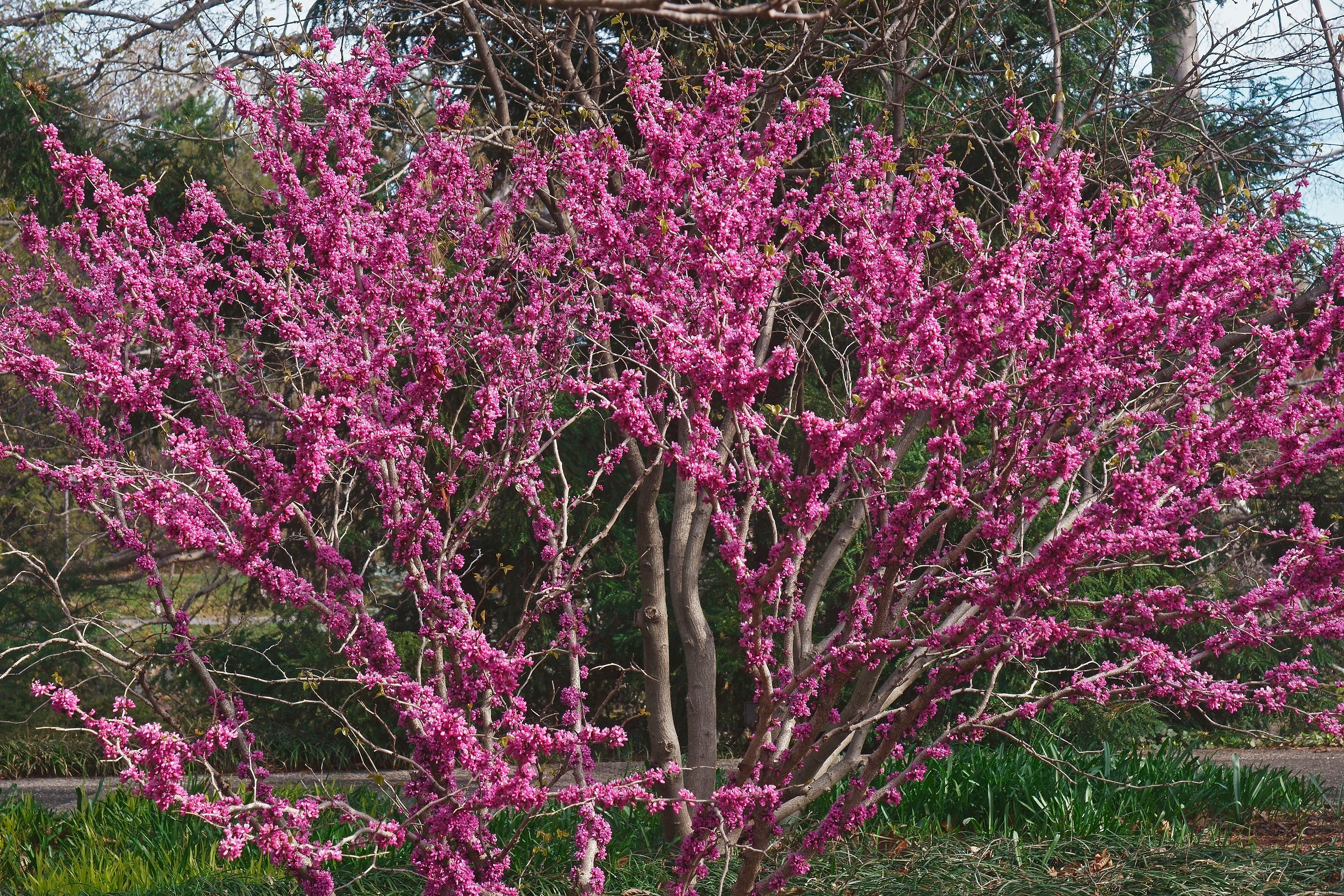 40 CHINESE REDBUD Cercis Chinensis Shrub Small Tree Pink Purple Flower Seeds - Image 3