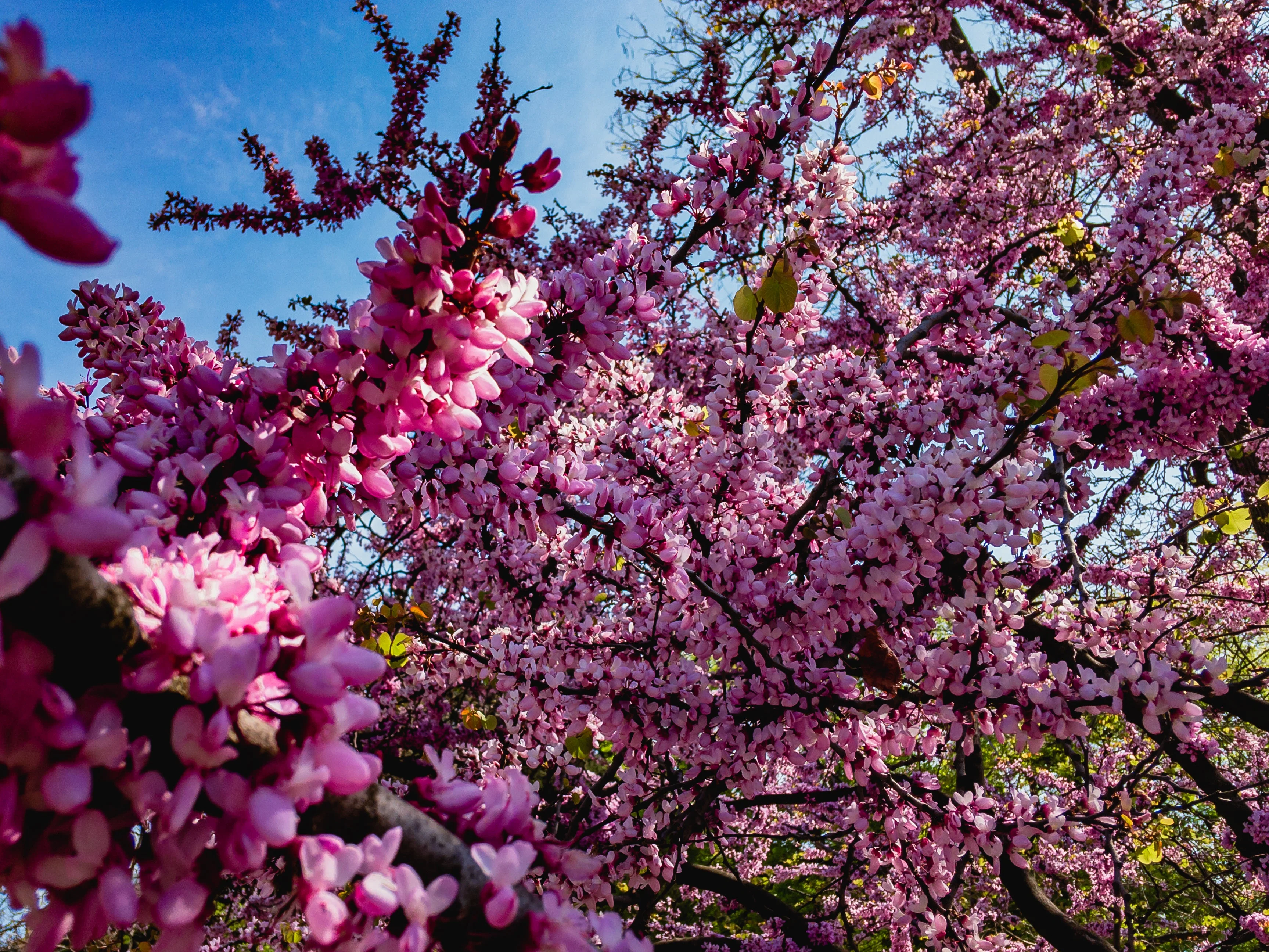 40 CHINESE REDBUD Cercis Chinensis Shrub Small Tree Pink Purple Flower Seeds - Image 4