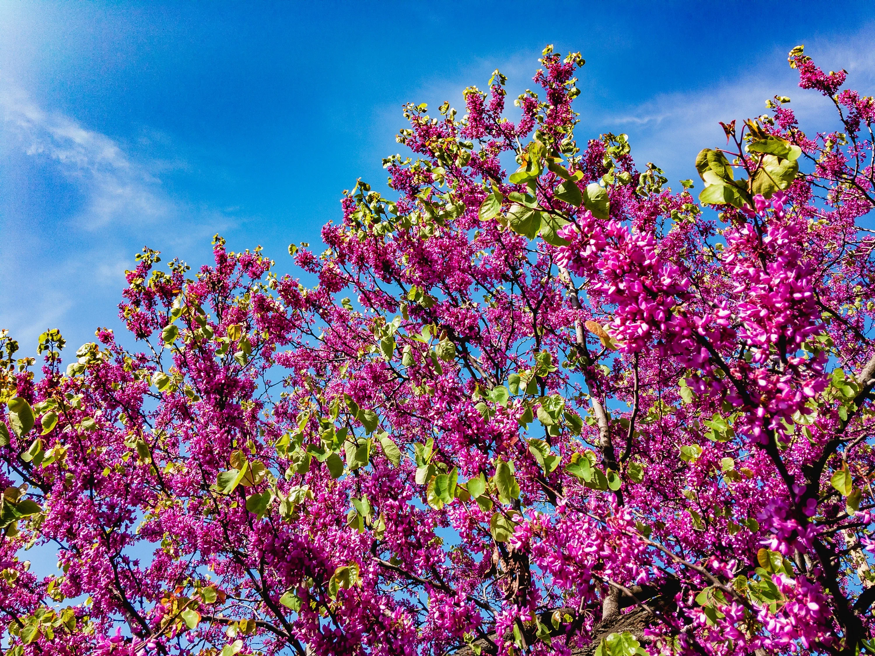 40 CHINESE REDBUD Cercis Chinensis Shrub Small Tree Pink Purple Flower Seeds - Image 5