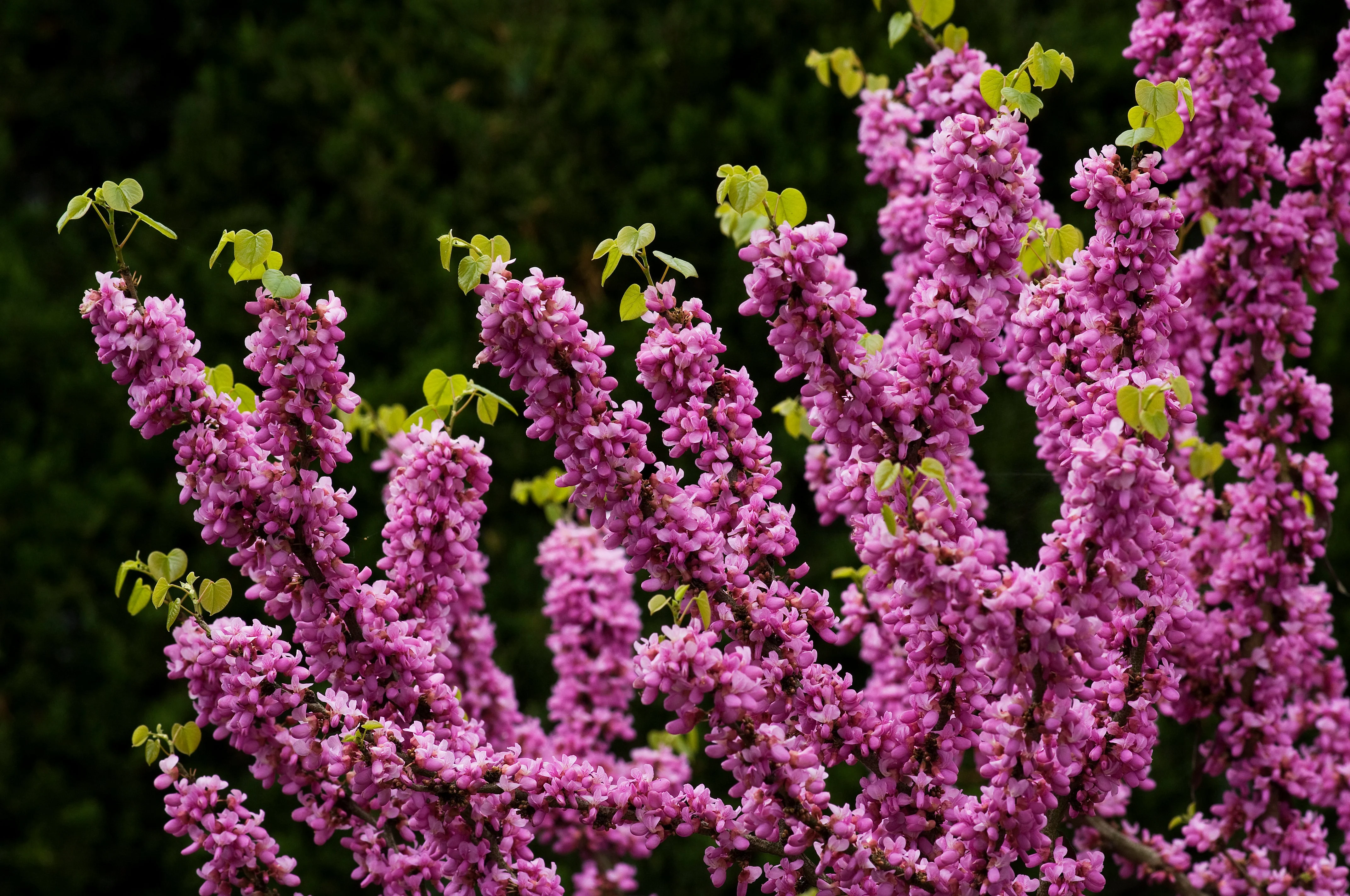 40 CHINESE REDBUD Cercis Chinensis Shrub Small Tree Pink Purple Flower Seeds - Image 6