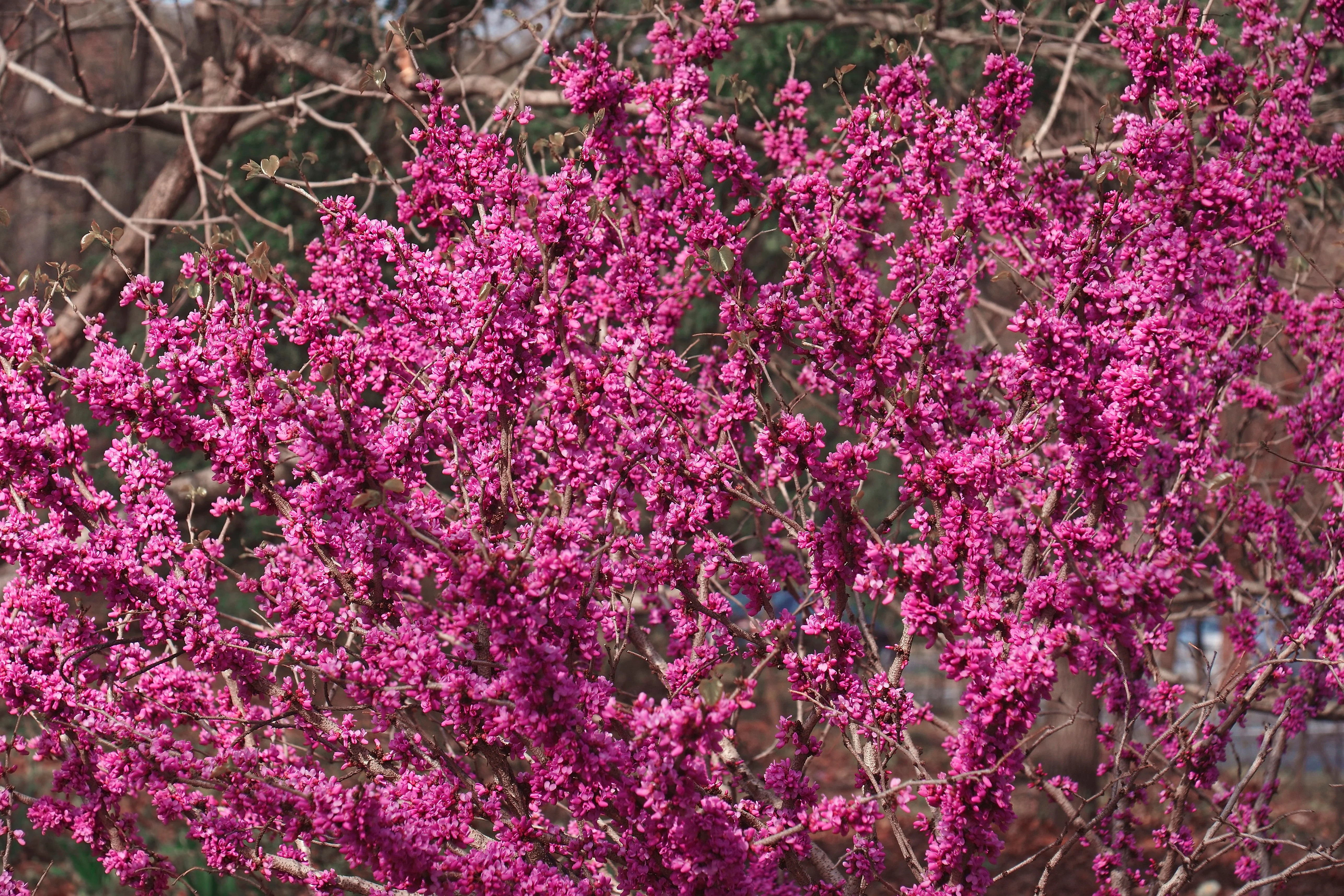 40 CHINESE REDBUD Cercis Chinensis Shrub Small Tree Pink Purple Flower Seeds - Image 7