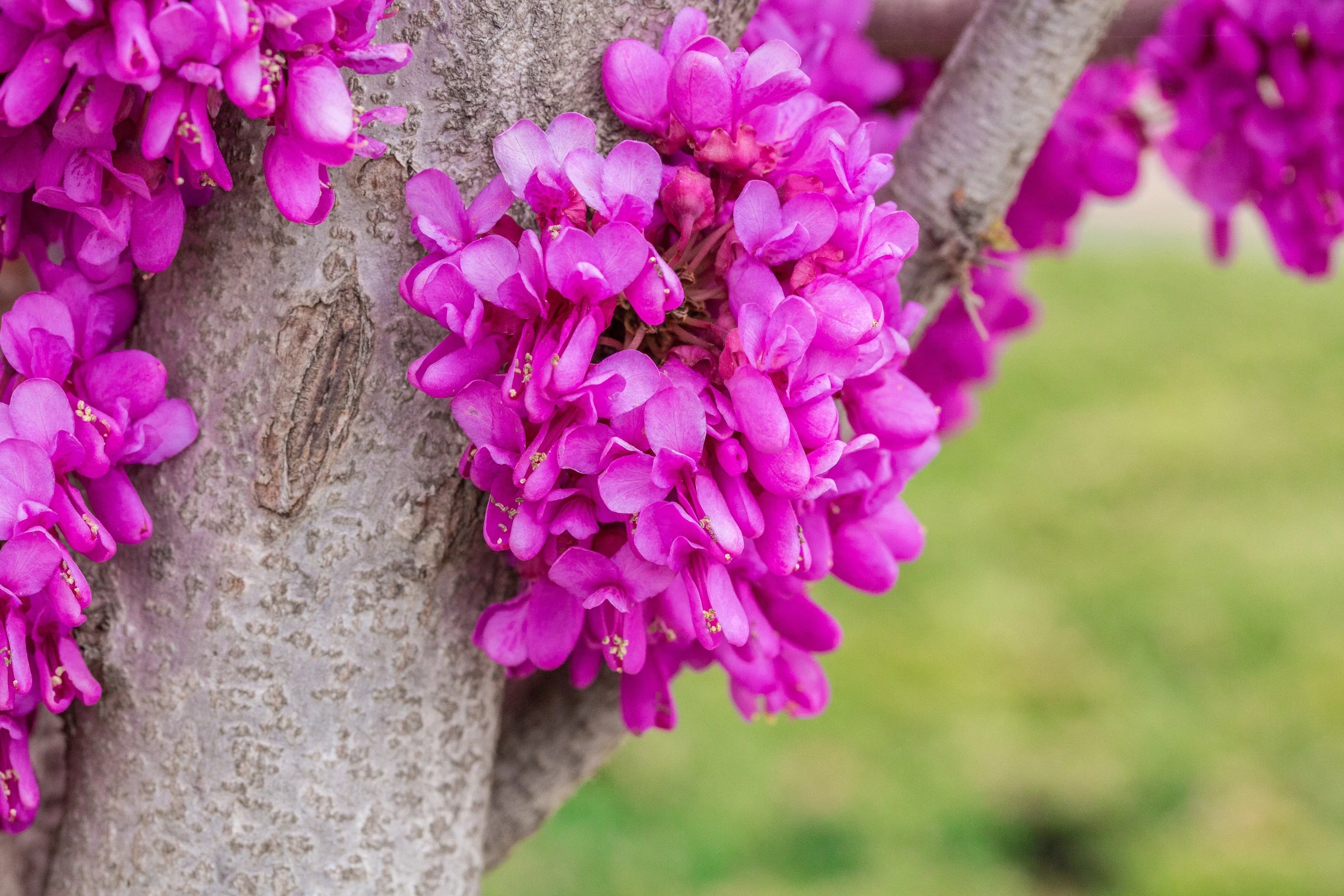40 CHINESE REDBUD Cercis Chinensis Shrub Small Tree Pink Purple Flower Seeds - Image 8