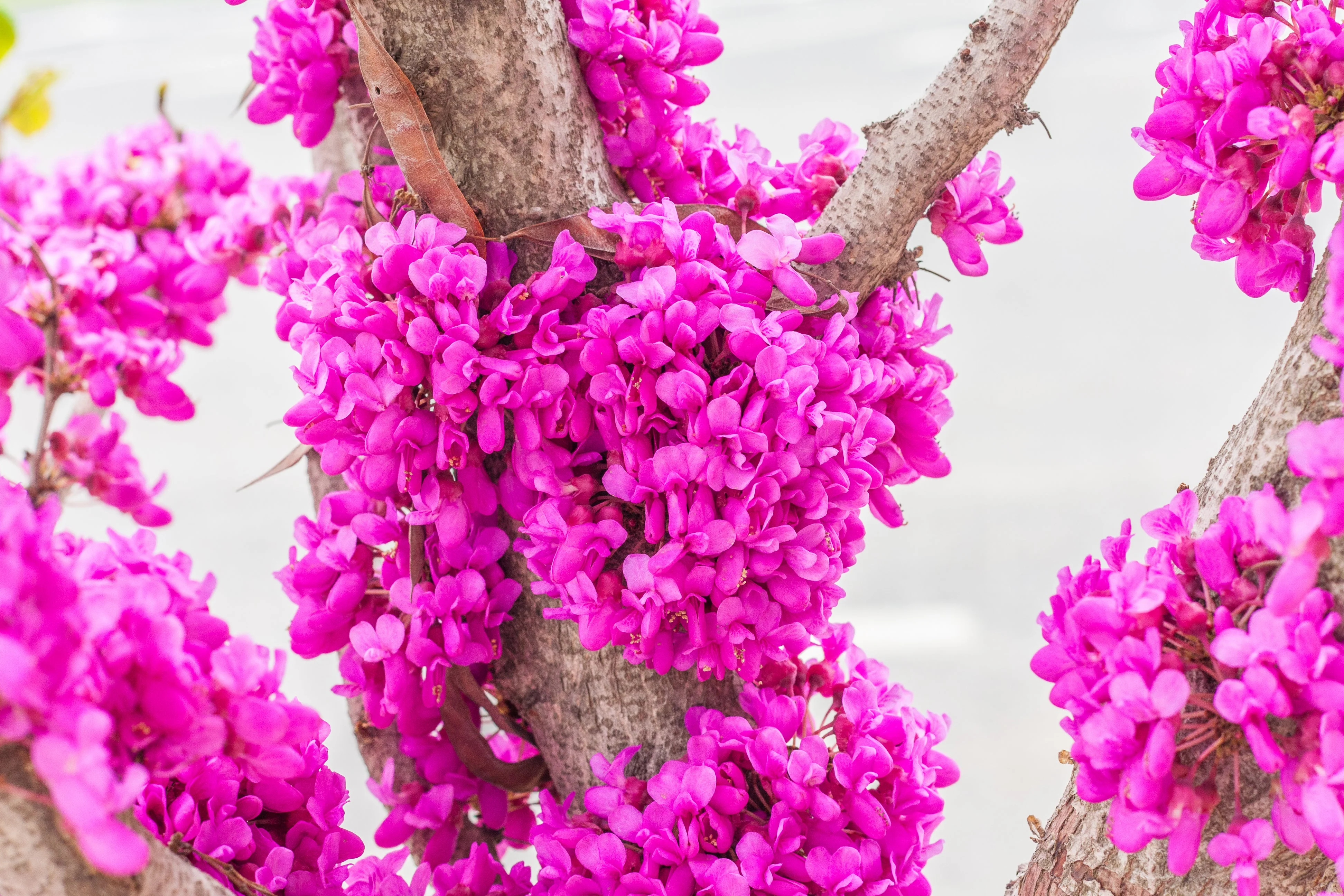 40 CHINESE REDBUD Cercis Chinensis Shrub Small Tree Pink Purple Flower Seeds - Image 9