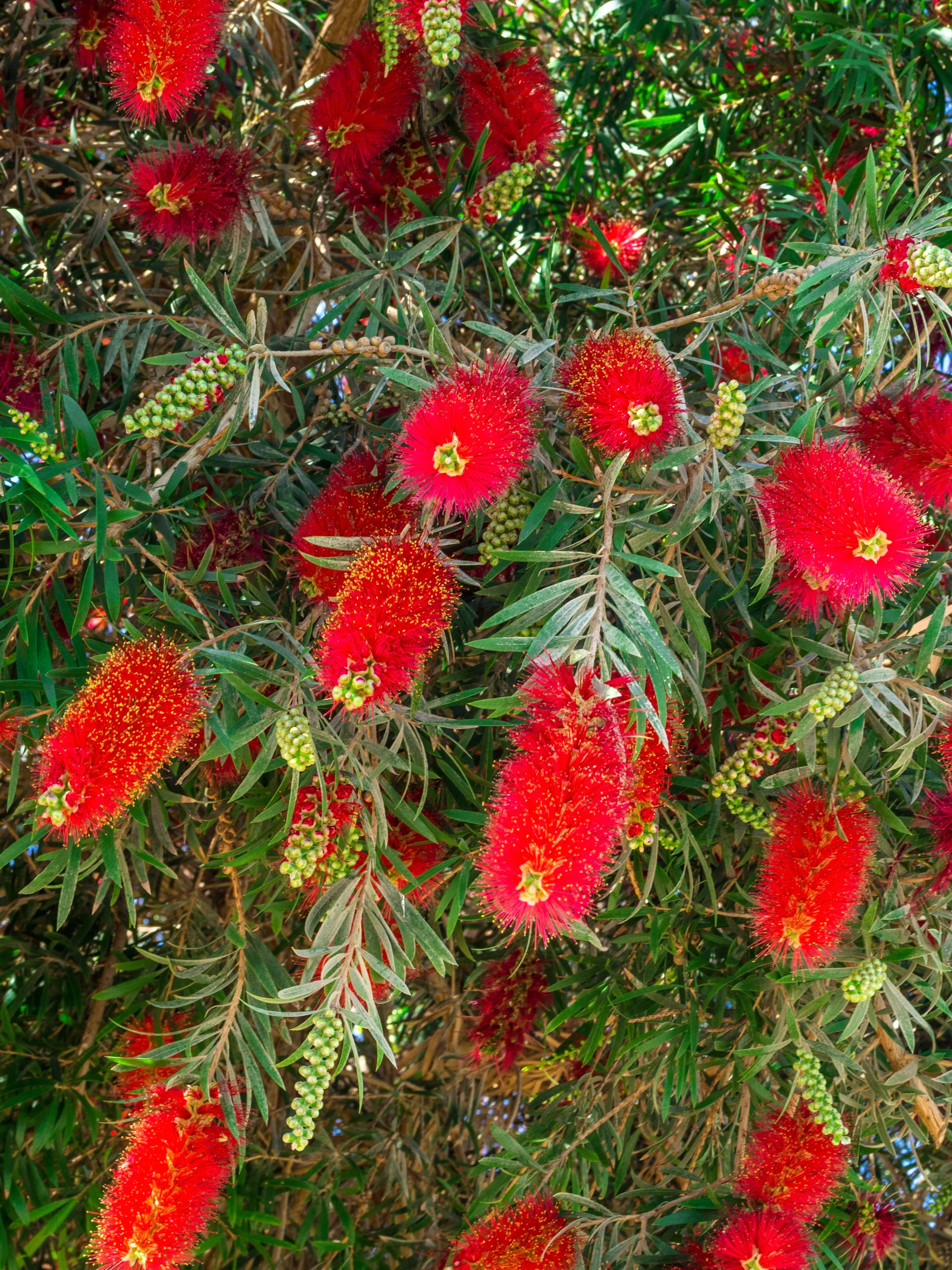 40 CRIMSON BOTTLEBRUSH Callistemon Citrinus Flowering Shrub Bush Small Tree Seeds - Image 10