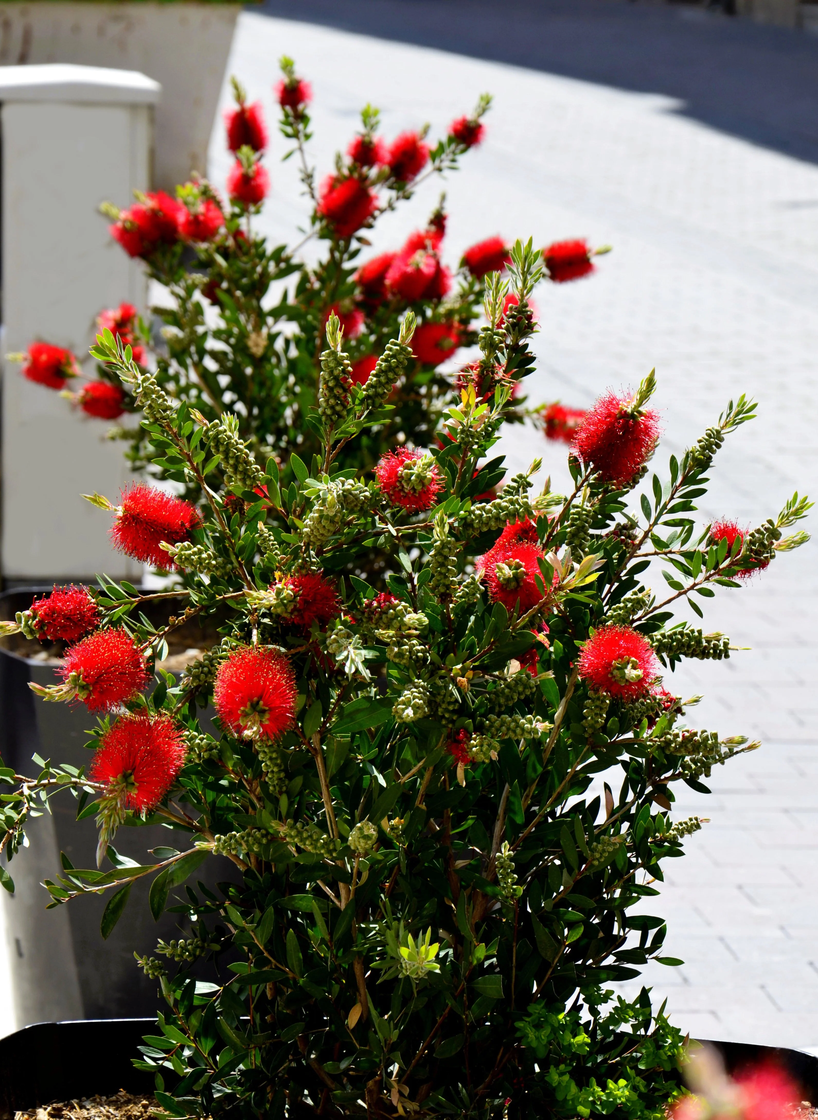 40 CRIMSON BOTTLEBRUSH Callistemon Citrinus Flowering Shrub Bush Small Tree Seeds - Image 2