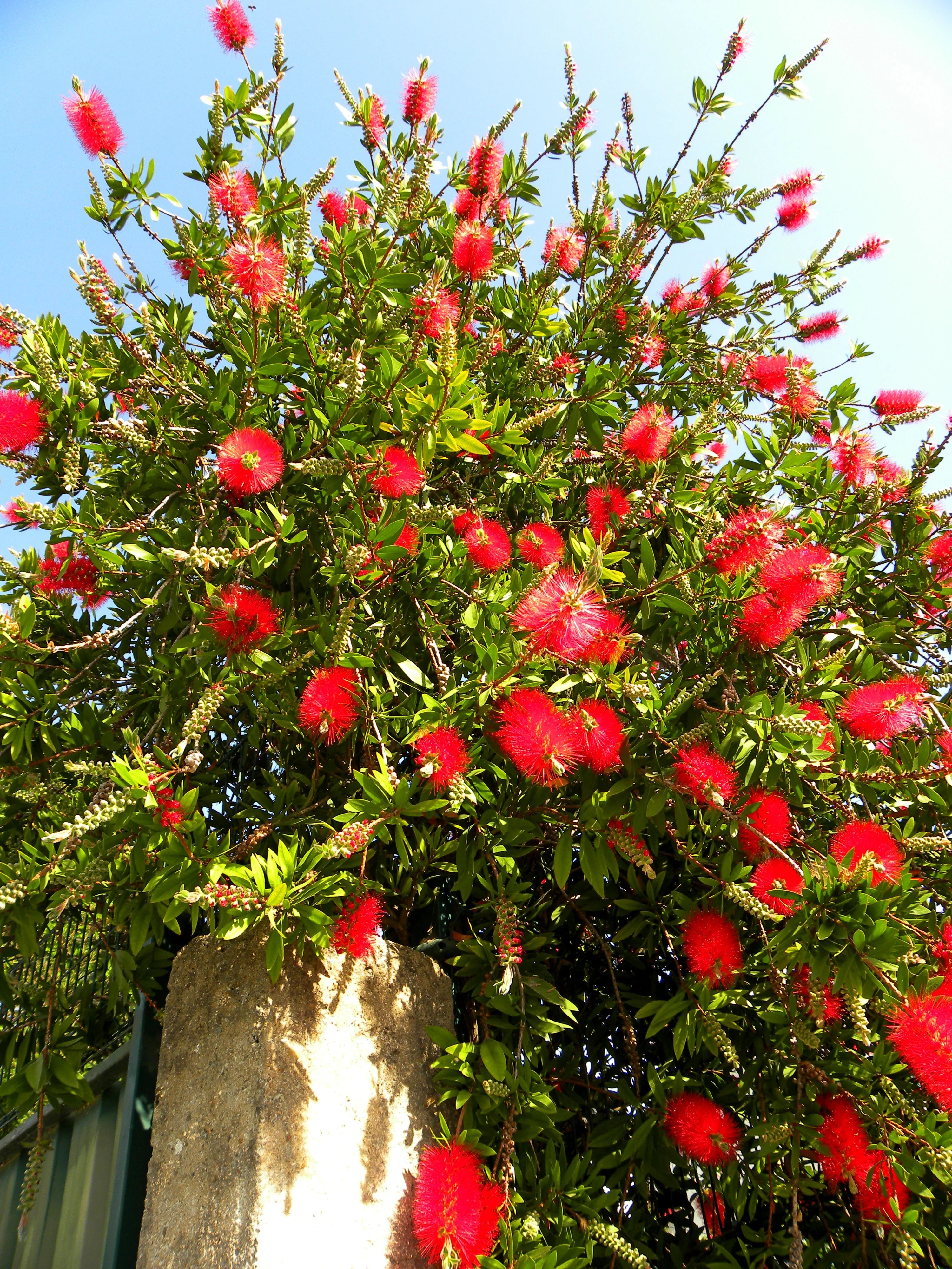 40 CRIMSON BOTTLEBRUSH Callistemon Citrinus Flowering Shrub Bush Small Tree Seeds - Image 3