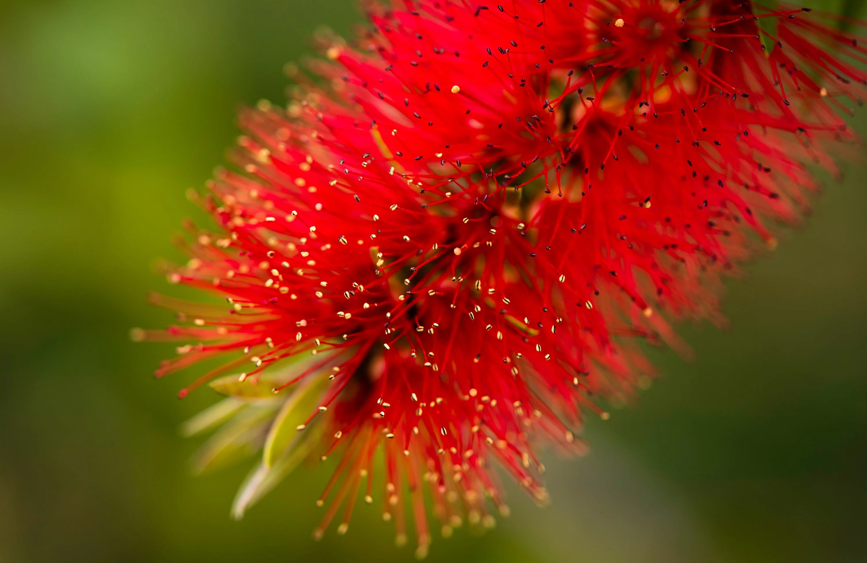 40 CRIMSON BOTTLEBRUSH Callistemon Citrinus Flowering Shrub Bush Small Tree Seeds - Image 4