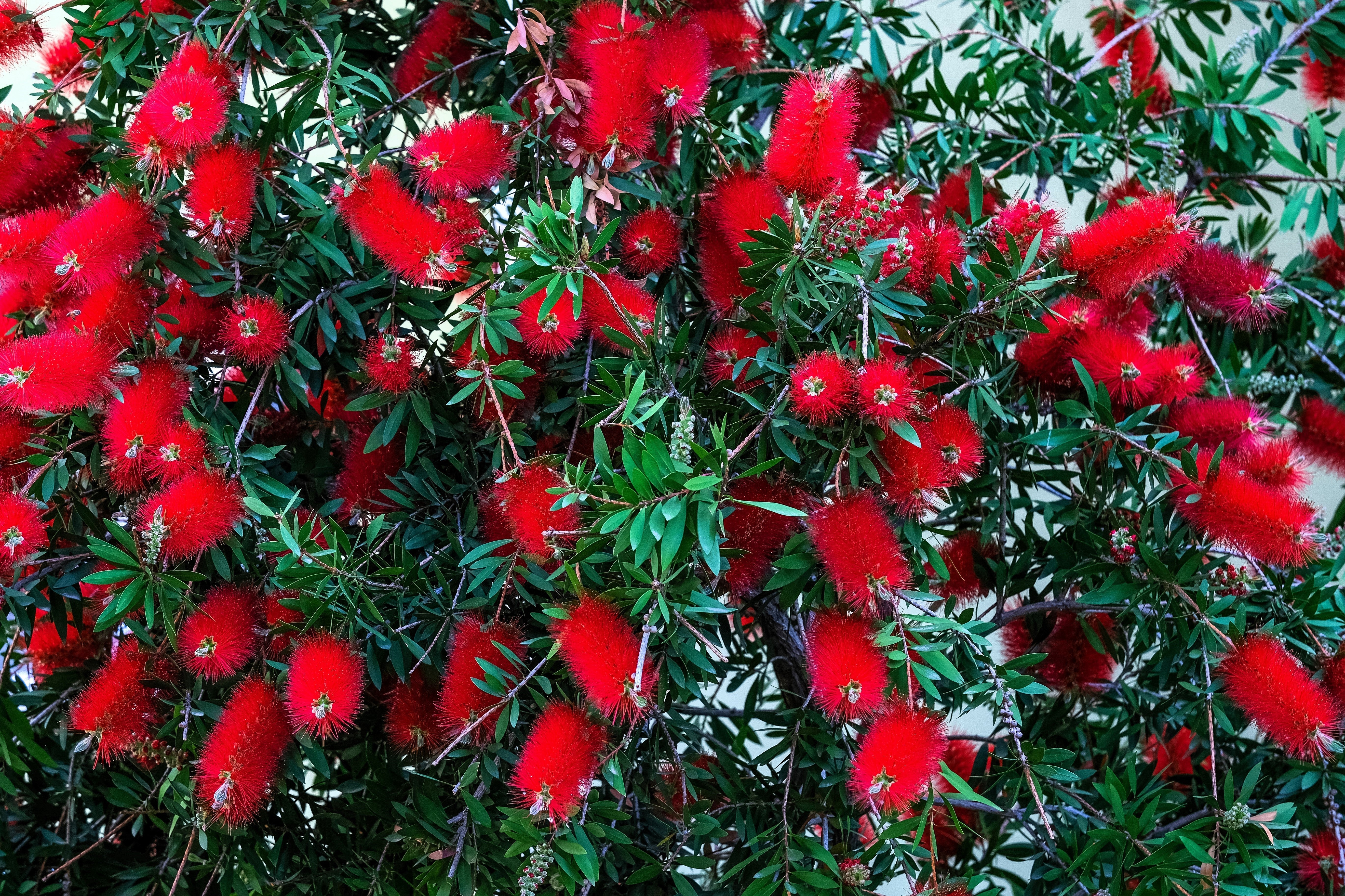 40 CRIMSON BOTTLEBRUSH Callistemon Citrinus Flowering Shrub Bush Small Tree Seeds - Image 5