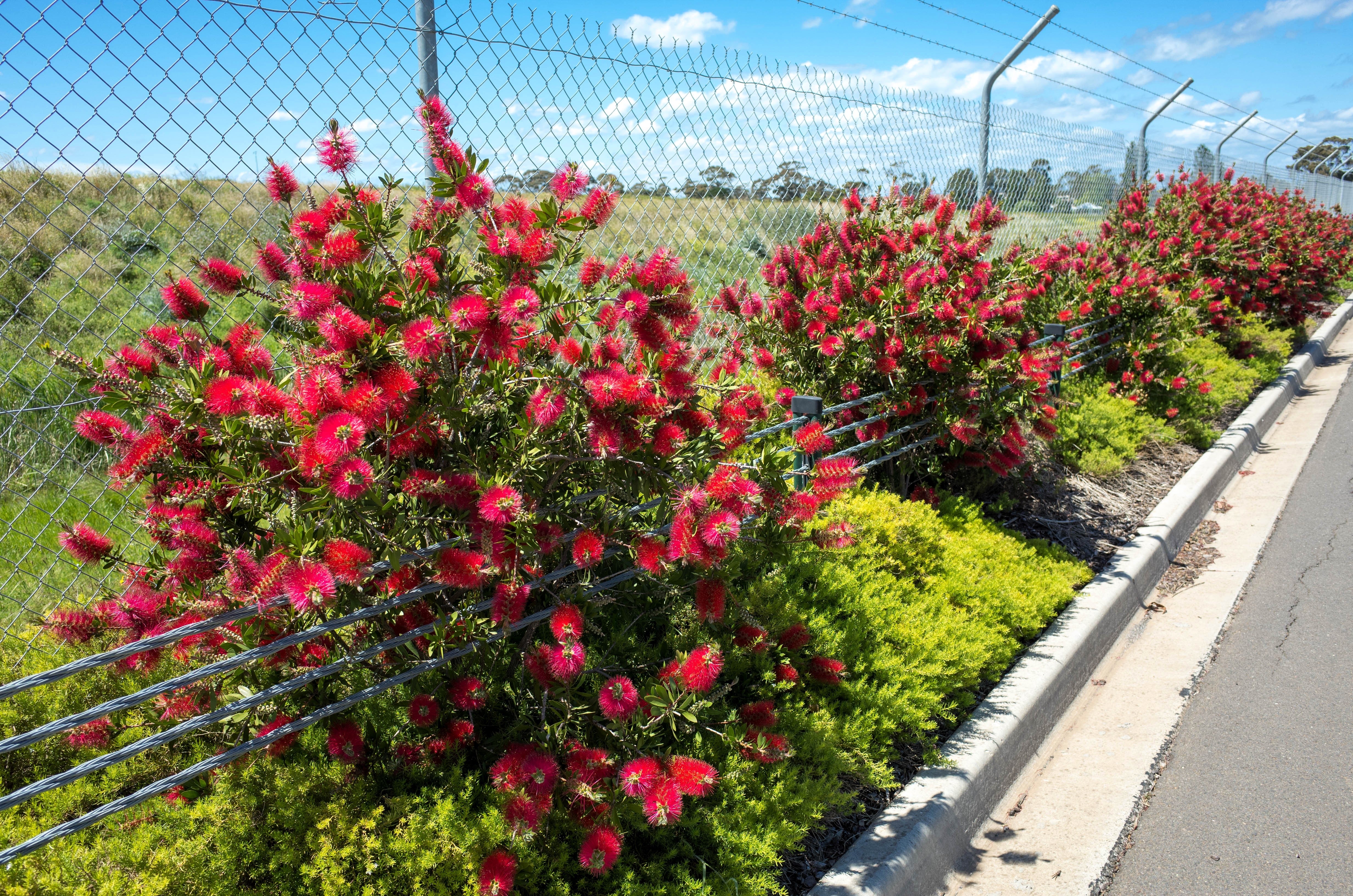 40 CRIMSON BOTTLEBRUSH Callistemon Citrinus Flowering Shrub Bush Small Tree Seeds - Image 6