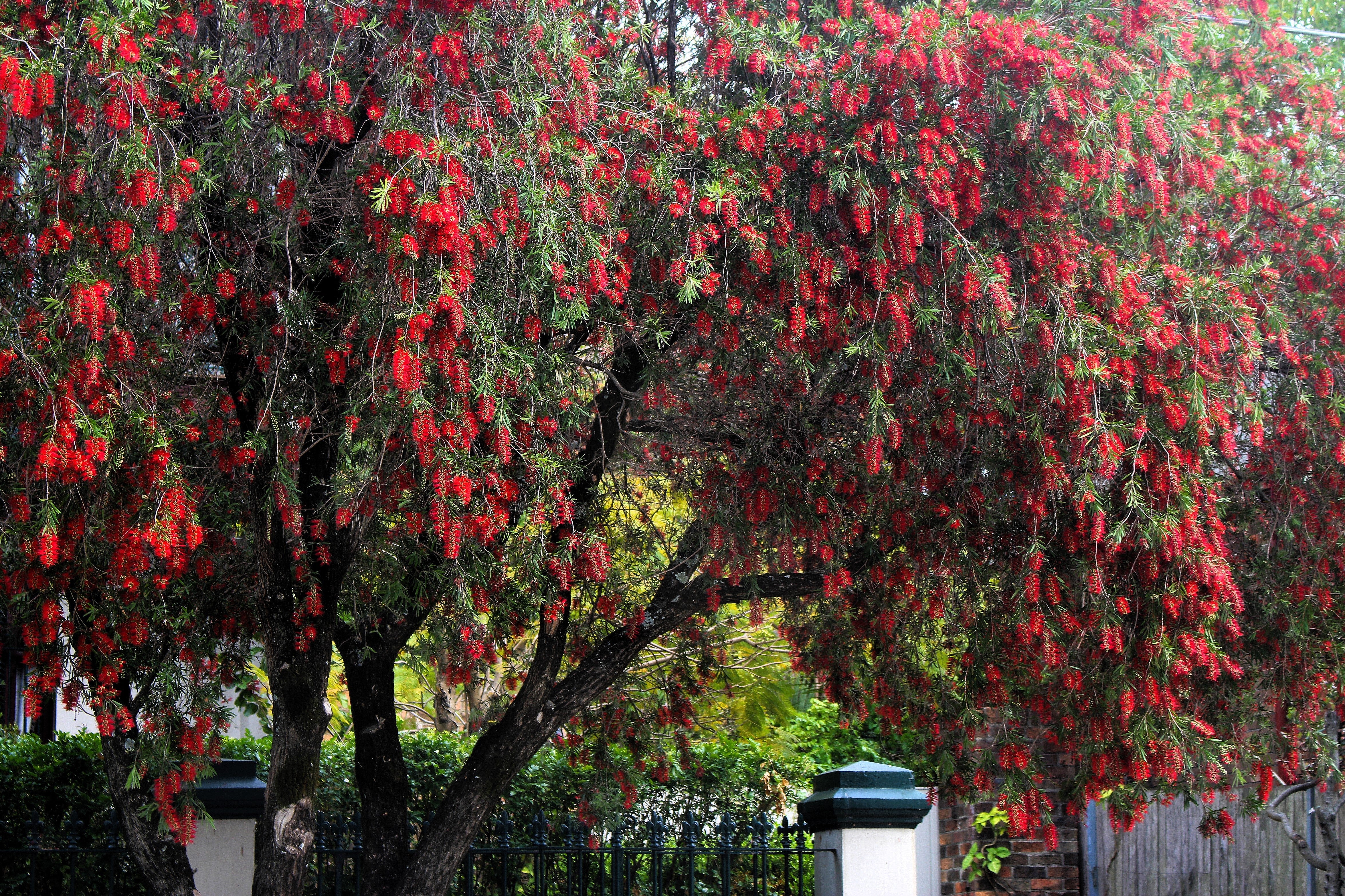 40 CRIMSON BOTTLEBRUSH Callistemon Citrinus Flowering Shrub Bush Small Tree Seeds - Image 7